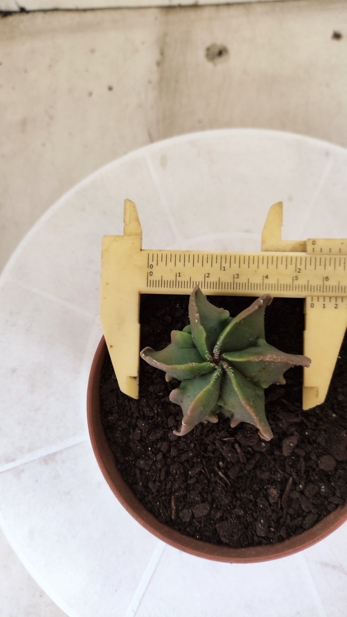 MATRIZ ASTROPHYTUM cv KIKKO "Fukuryu - Multcostatum" Nº 1824 – vaso 11