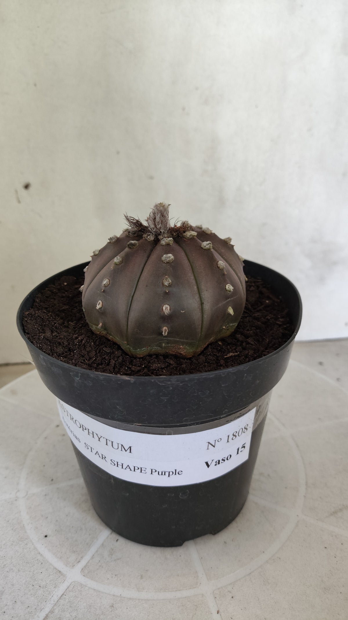 ASTROPHYTUM ASTERIAS "STAR SHAPE - Purple  Nº 1808 – vaso 15