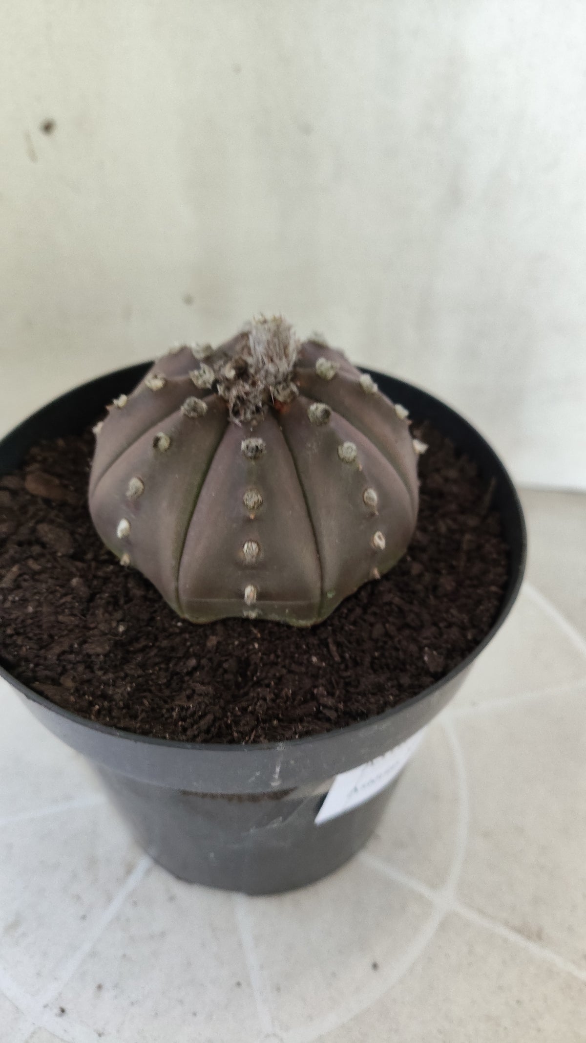ASTROPHYTUM ASTERIAS "STAR SHAPE - Purple  Nº 1808 – vaso 15