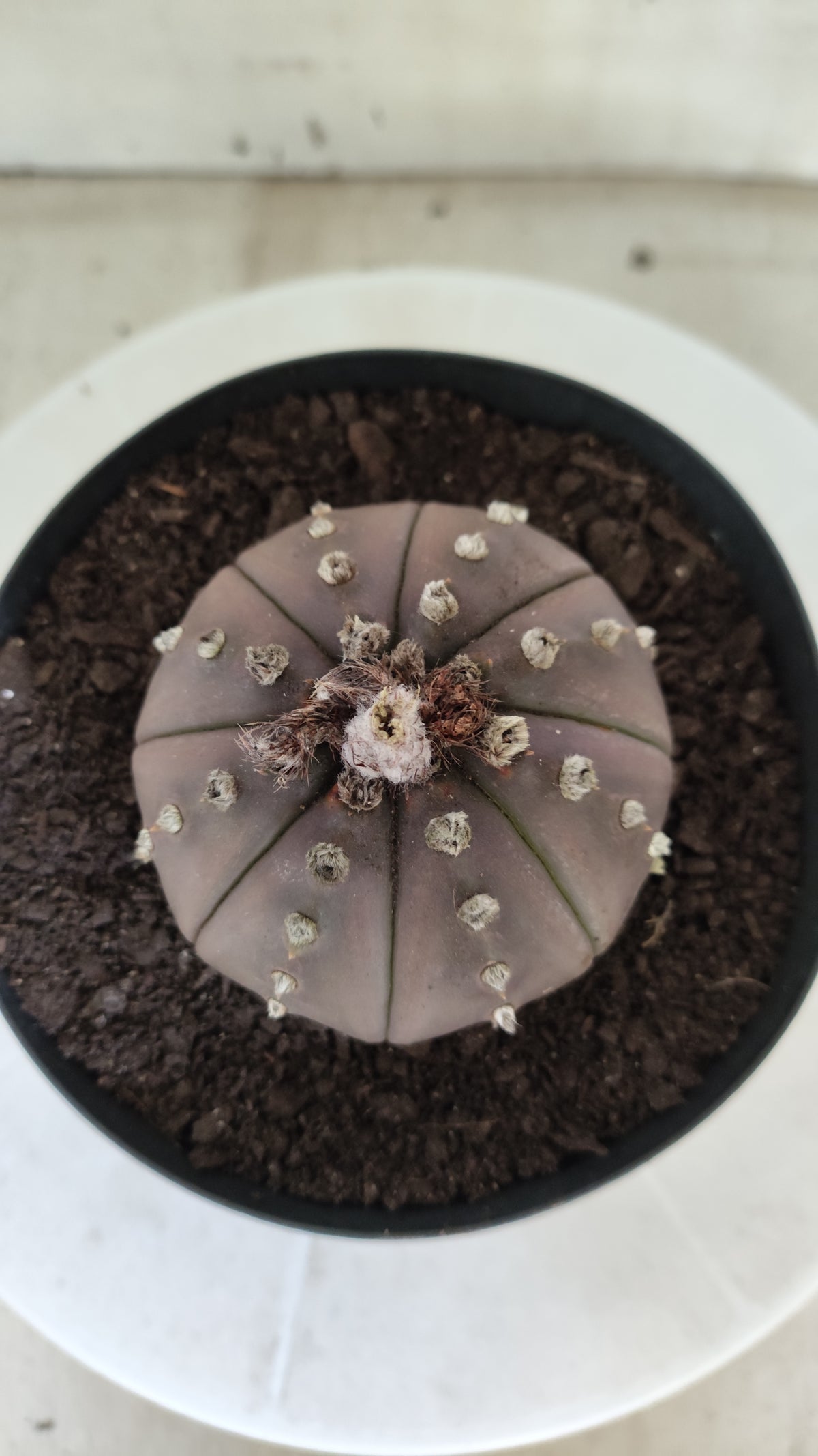 ASTROPHYTUM ASTERIAS "STAR SHAPE - Purple  Nº 1808 – vaso 15
