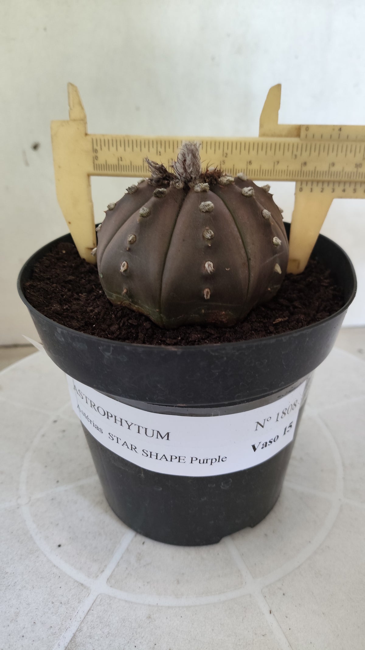 ASTROPHYTUM ASTERIAS "STAR SHAPE - Purple  Nº 1808 – vaso 15