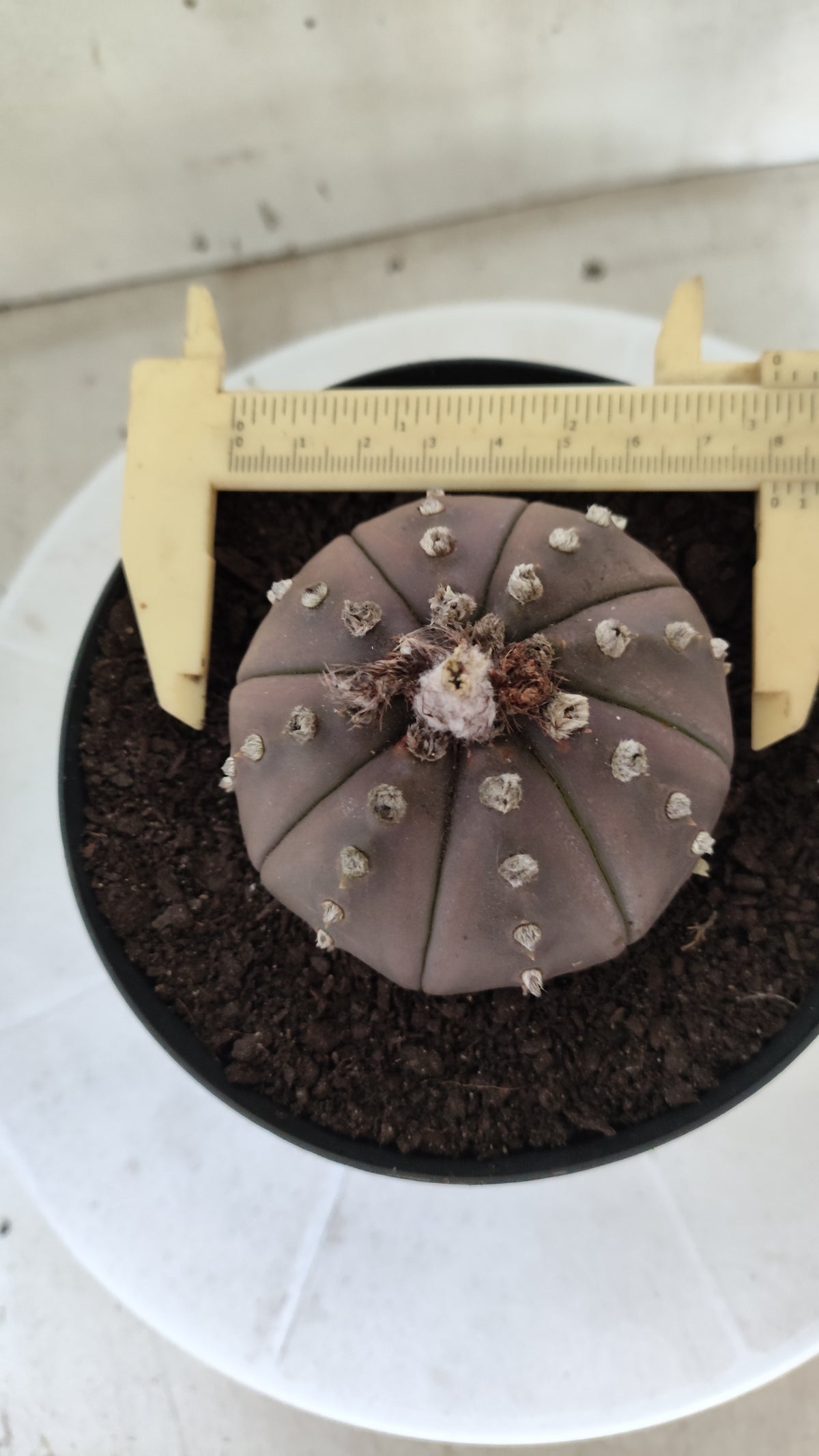 ASTROPHYTUM ASTERIAS "STAR SHAPE - Purple  Nº 1808 – vaso 15