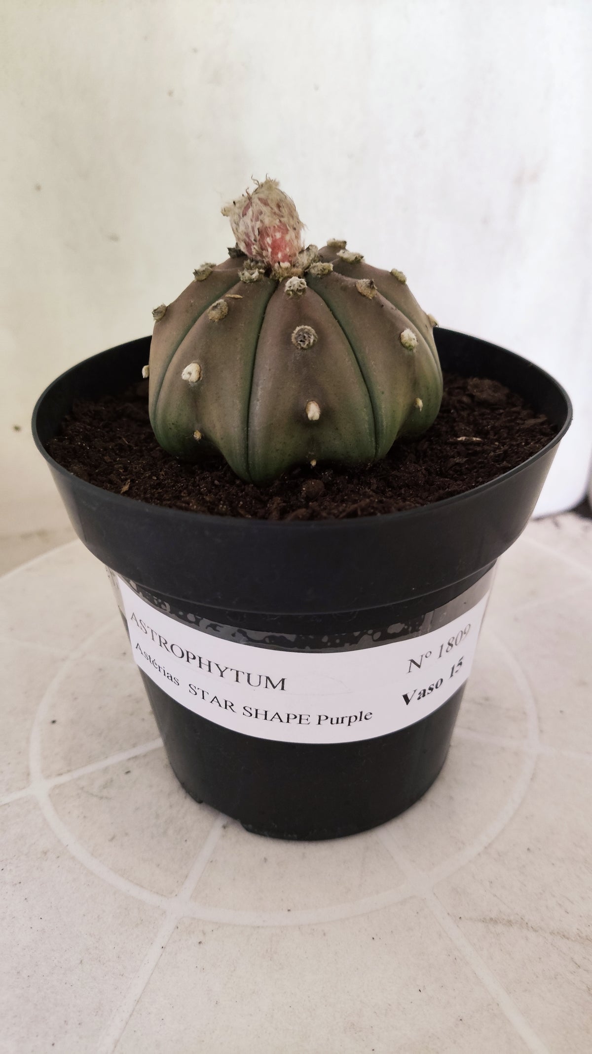 ASTROPHYTUM ASTERIAS "STAR SHAPE - Purple  Nº 1809 – vaso 15