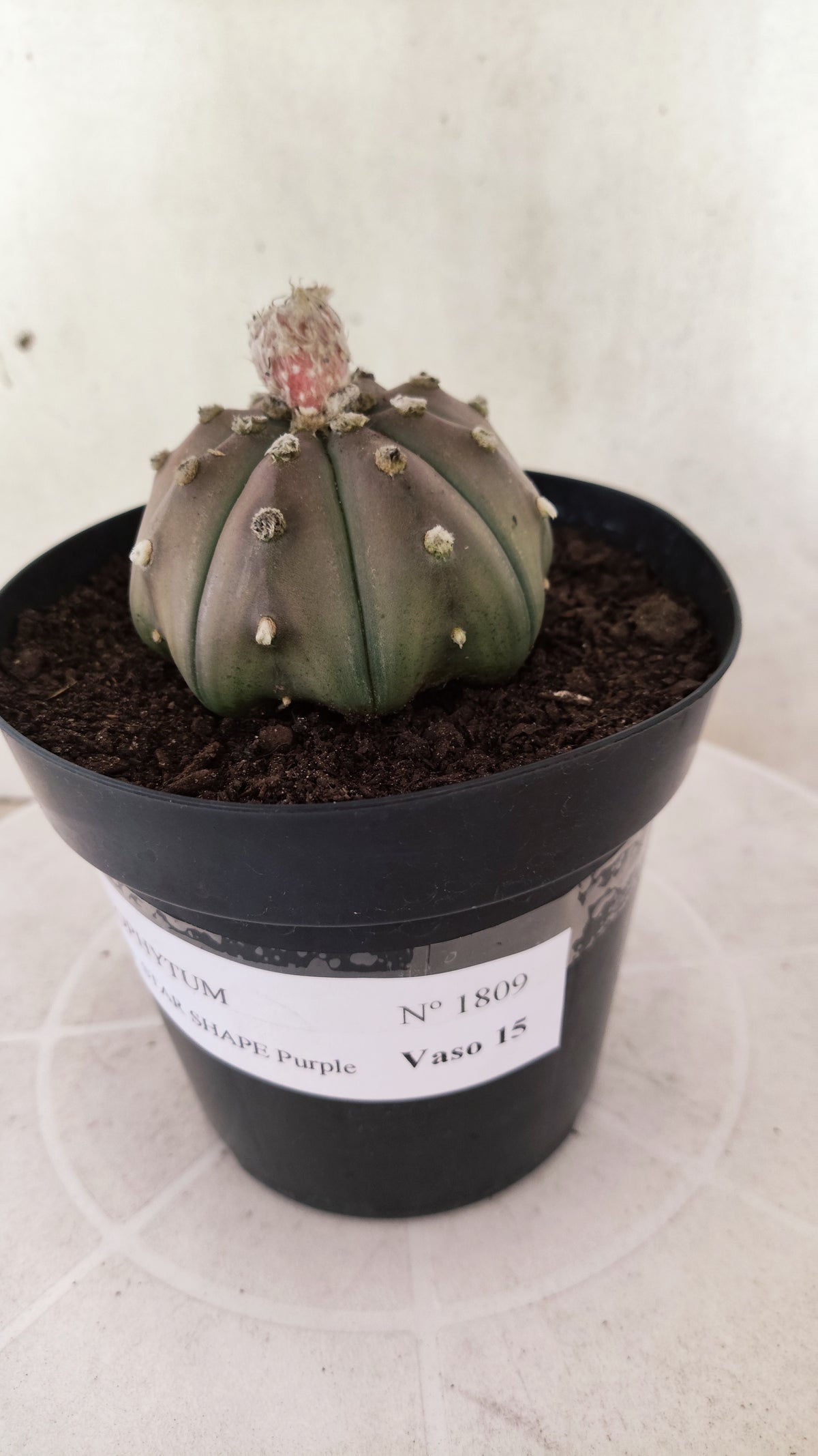 ASTROPHYTUM ASTERIAS "STAR SHAPE - Purple  Nº 1809 – vaso 15
