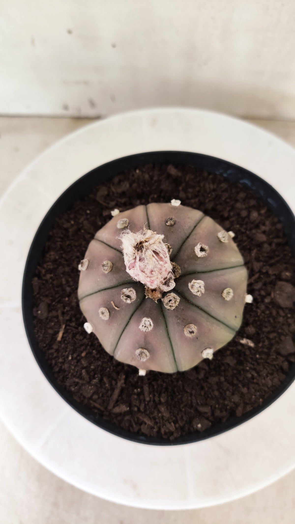ASTROPHYTUM ASTERIAS "STAR SHAPE - Purple  Nº 1809 – vaso 15