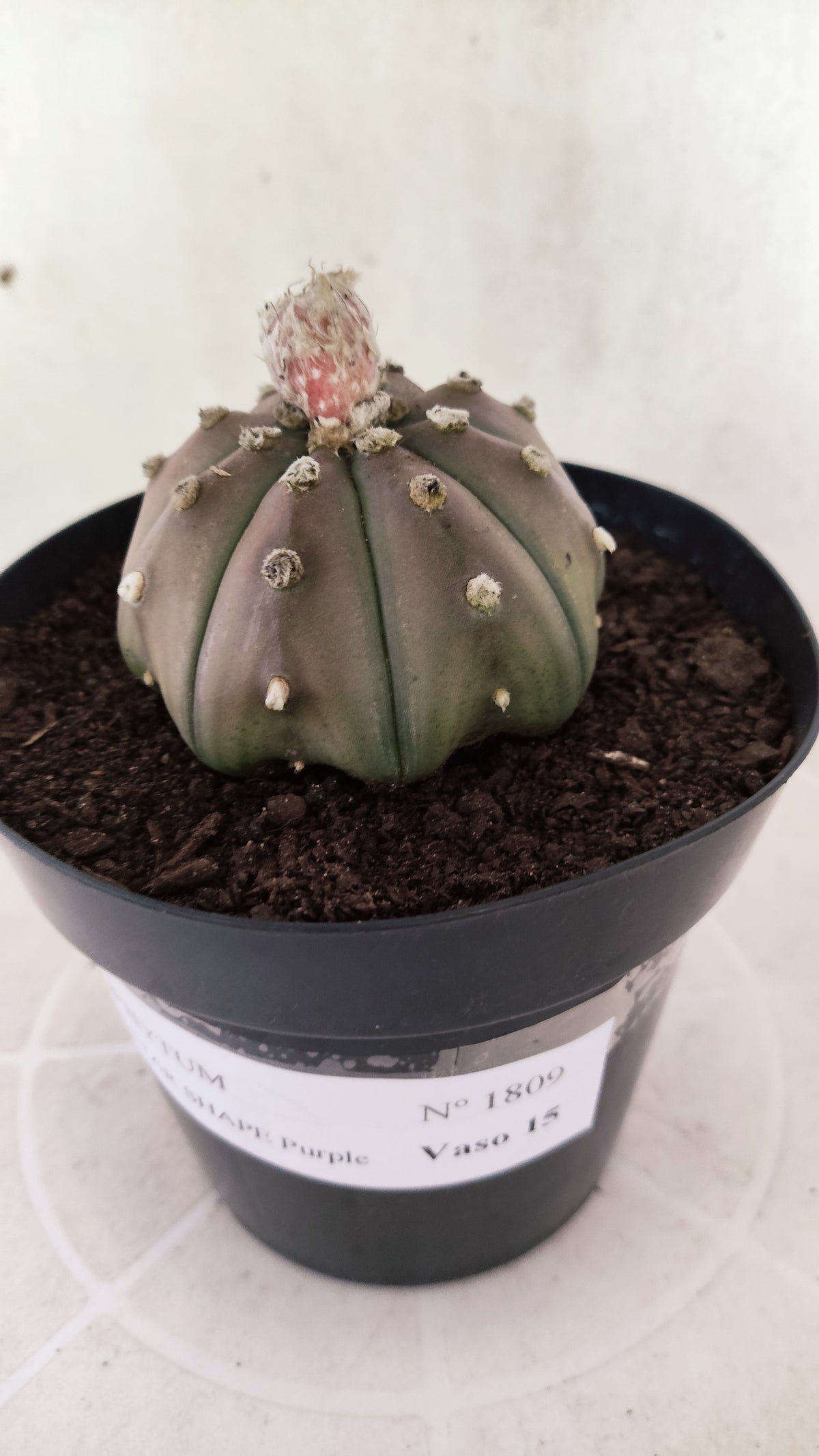 ASTROPHYTUM ASTERIAS "STAR SHAPE - Purple  Nº 1809 – vaso 15