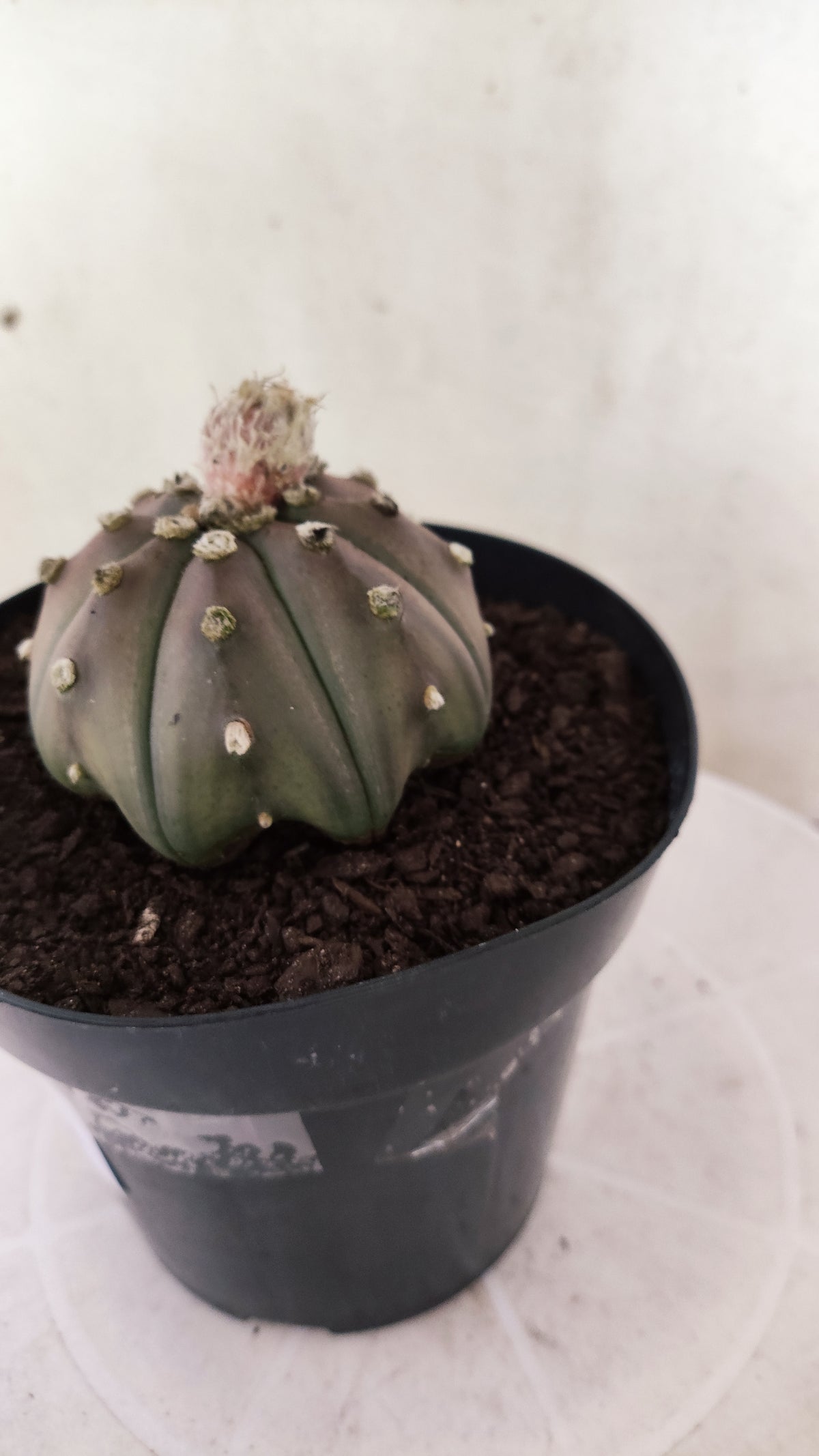 ASTROPHYTUM ASTERIAS "STAR SHAPE - Purple  Nº 1809 – vaso 15