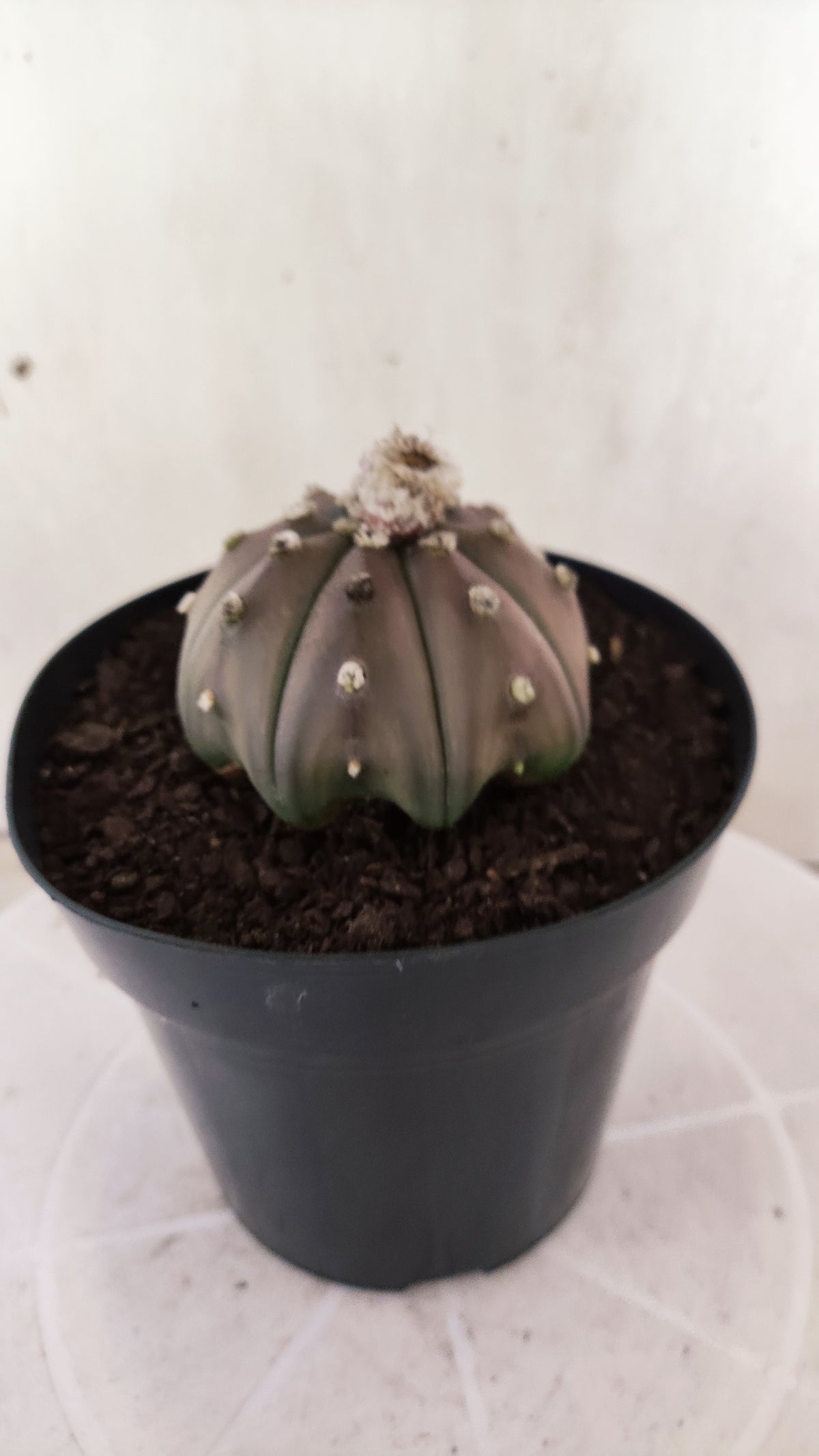 ASTROPHYTUM ASTERIAS "STAR SHAPE - Purple  Nº 1809 – vaso 15