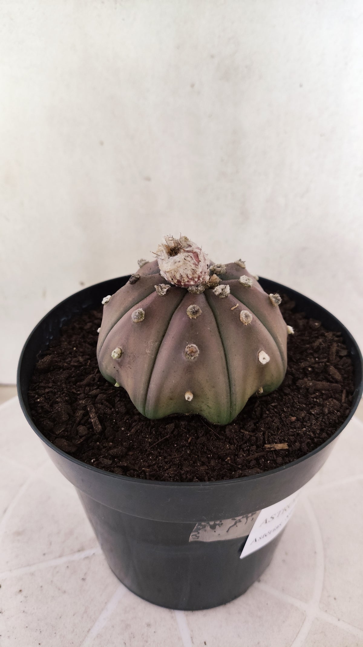 ASTROPHYTUM ASTERIAS "STAR SHAPE - Purple  Nº 1809 – vaso 15