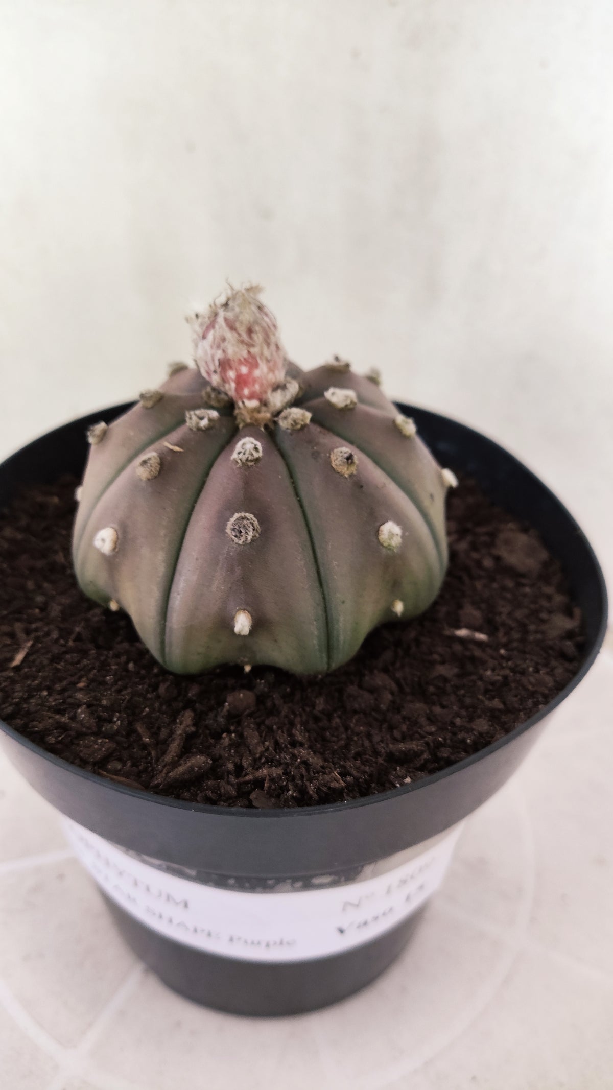 ASTROPHYTUM ASTERIAS "STAR SHAPE - Purple  Nº 1809 – vaso 15