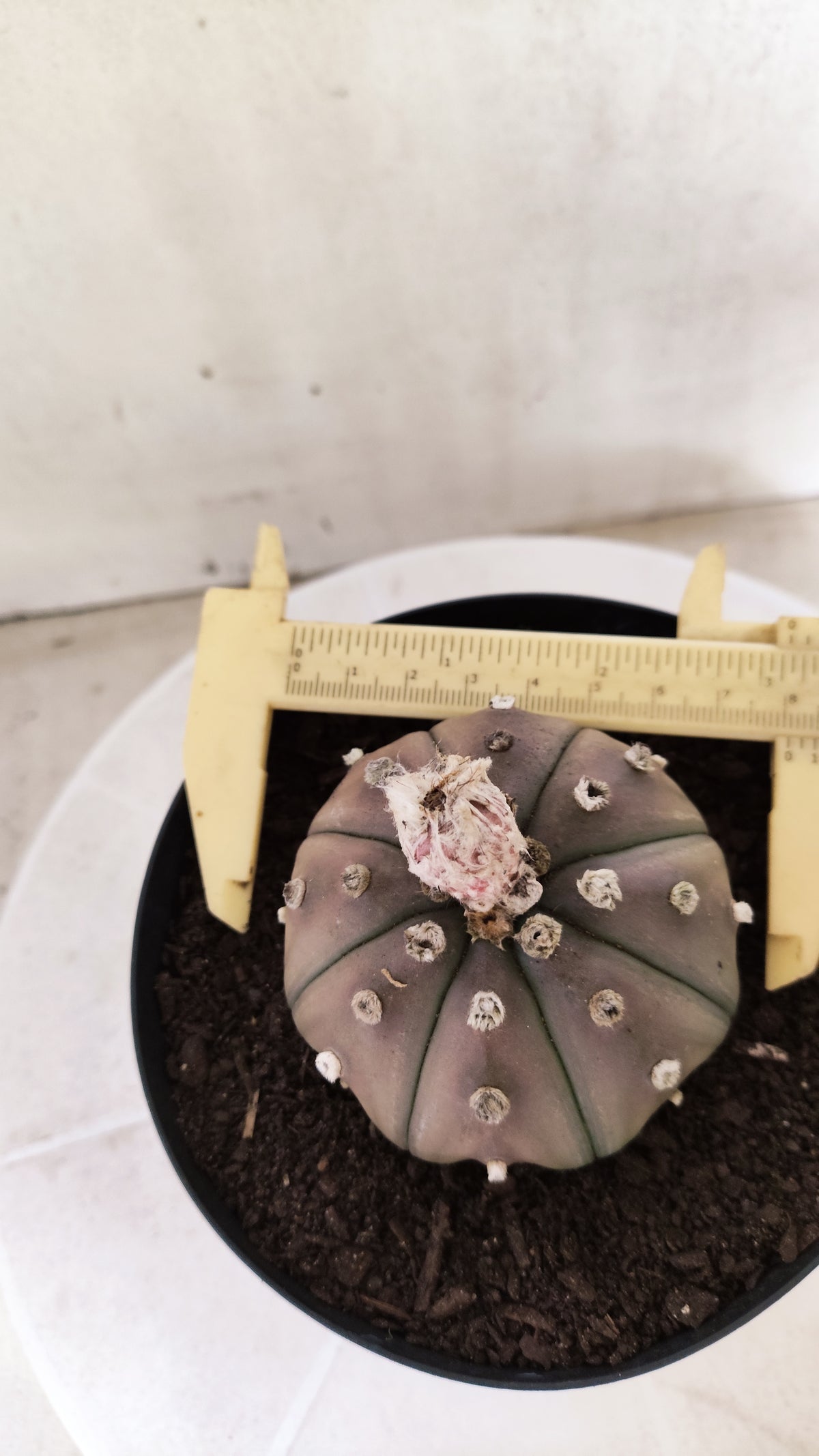 ASTROPHYTUM ASTERIAS "STAR SHAPE - Purple  Nº 1809 – vaso 15