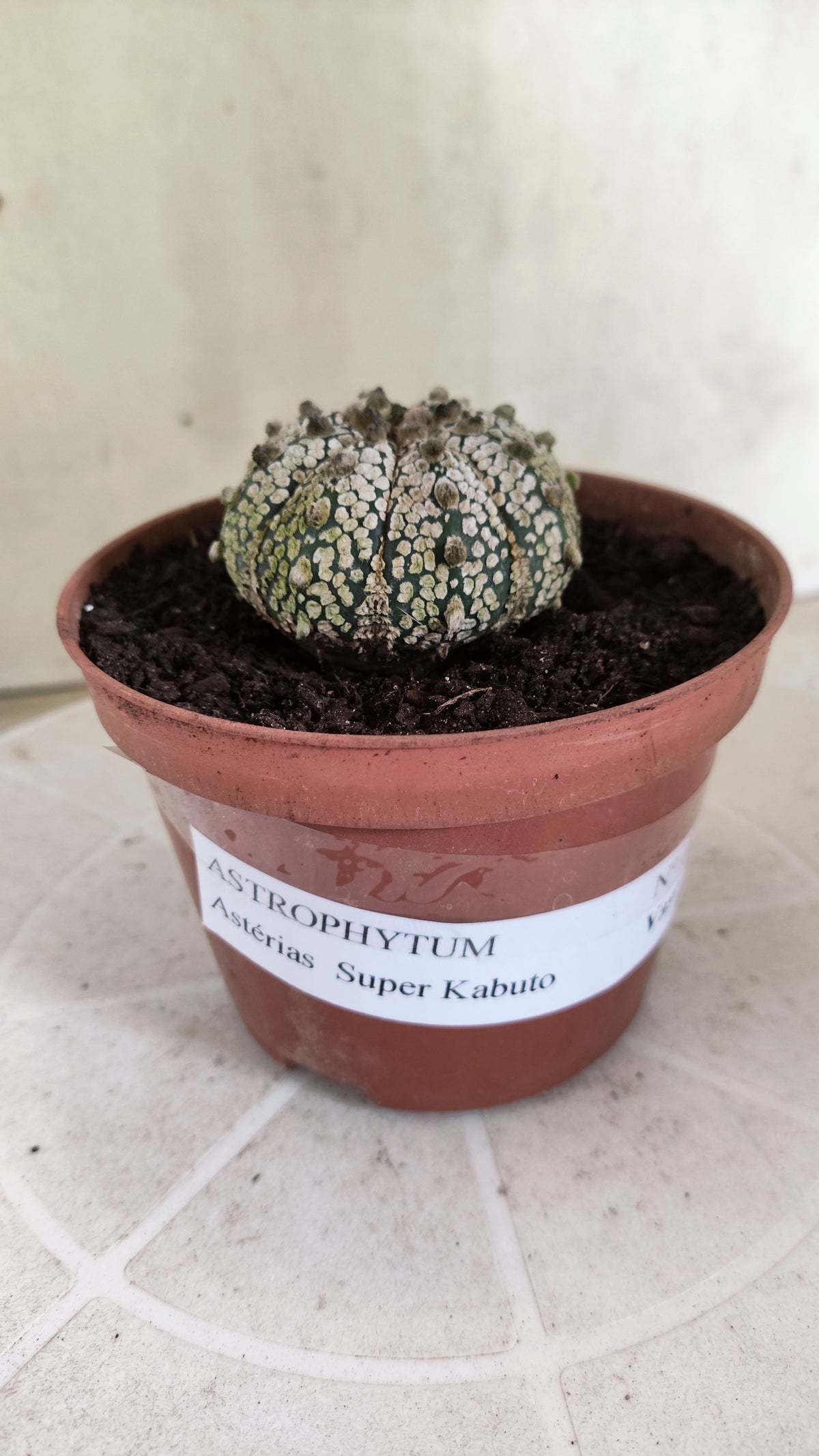 ASTROPHYTUM ASTERIAS SUPER KABUTO  Nº 1813 - vaso 11