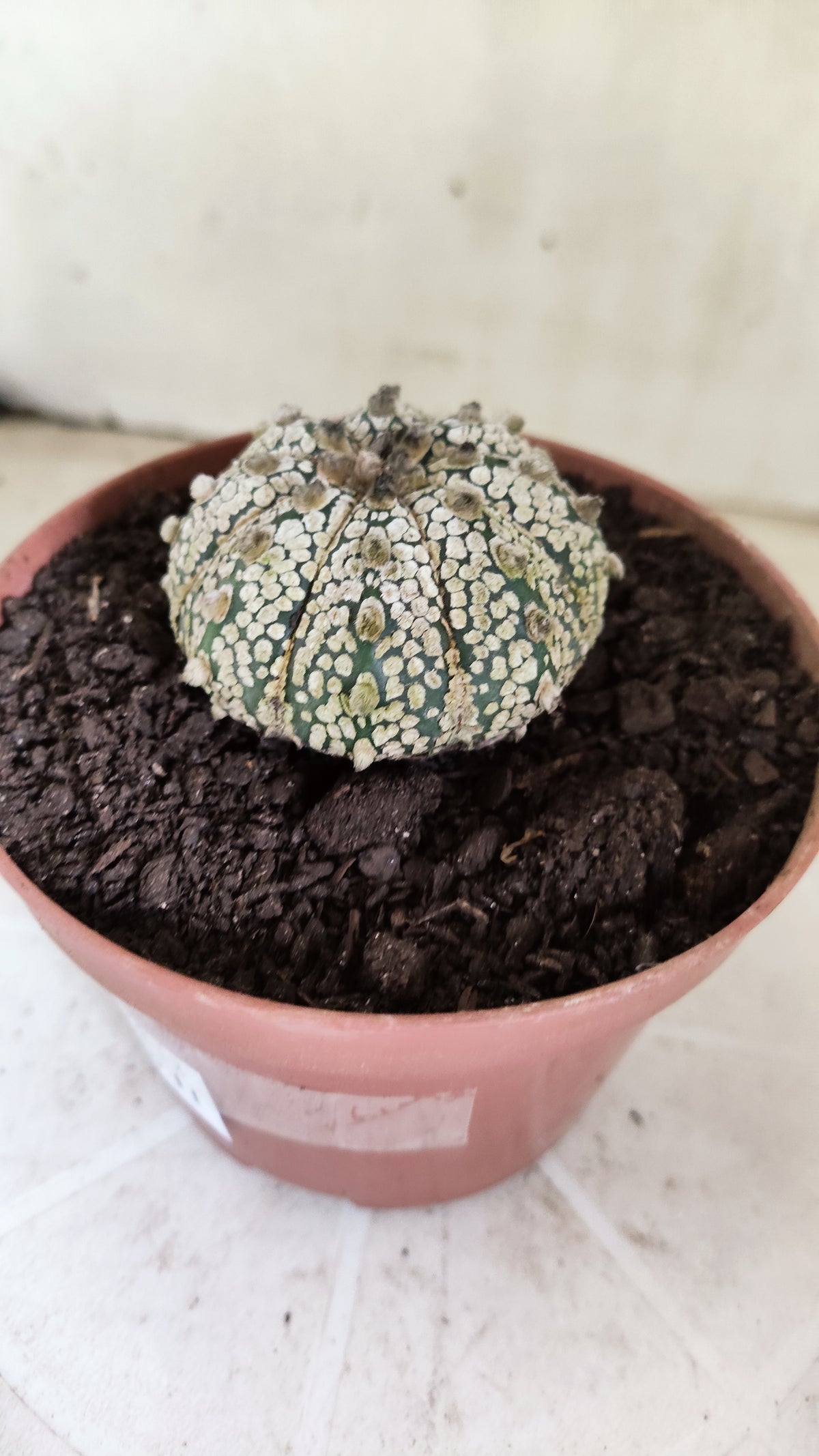 ASTROPHYTUM ASTERIAS SUPER KABUTO  Nº 1813 - vaso 11
