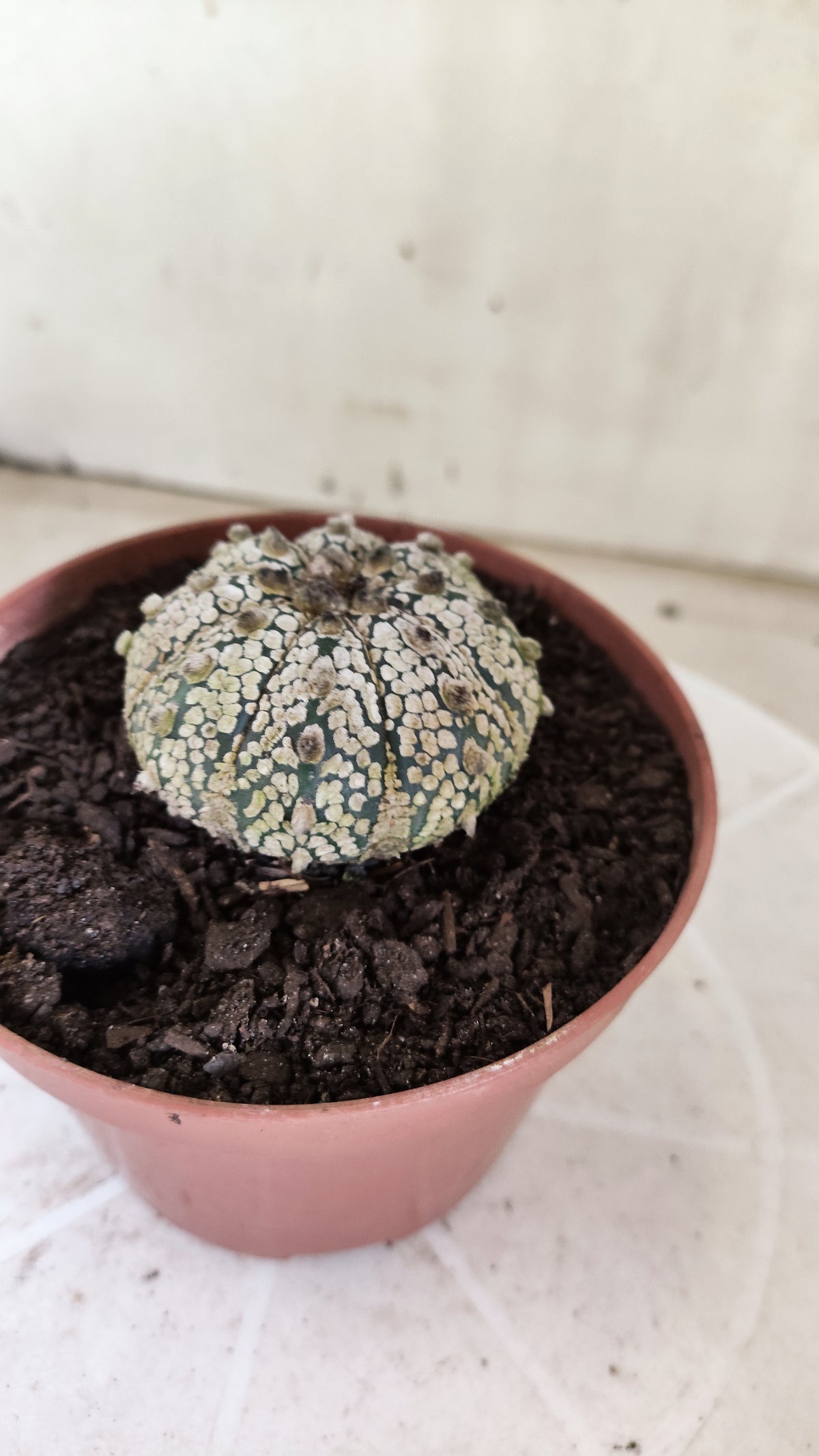 ASTROPHYTUM ASTERIAS SUPER KABUTO  Nº 1813 - vaso 11