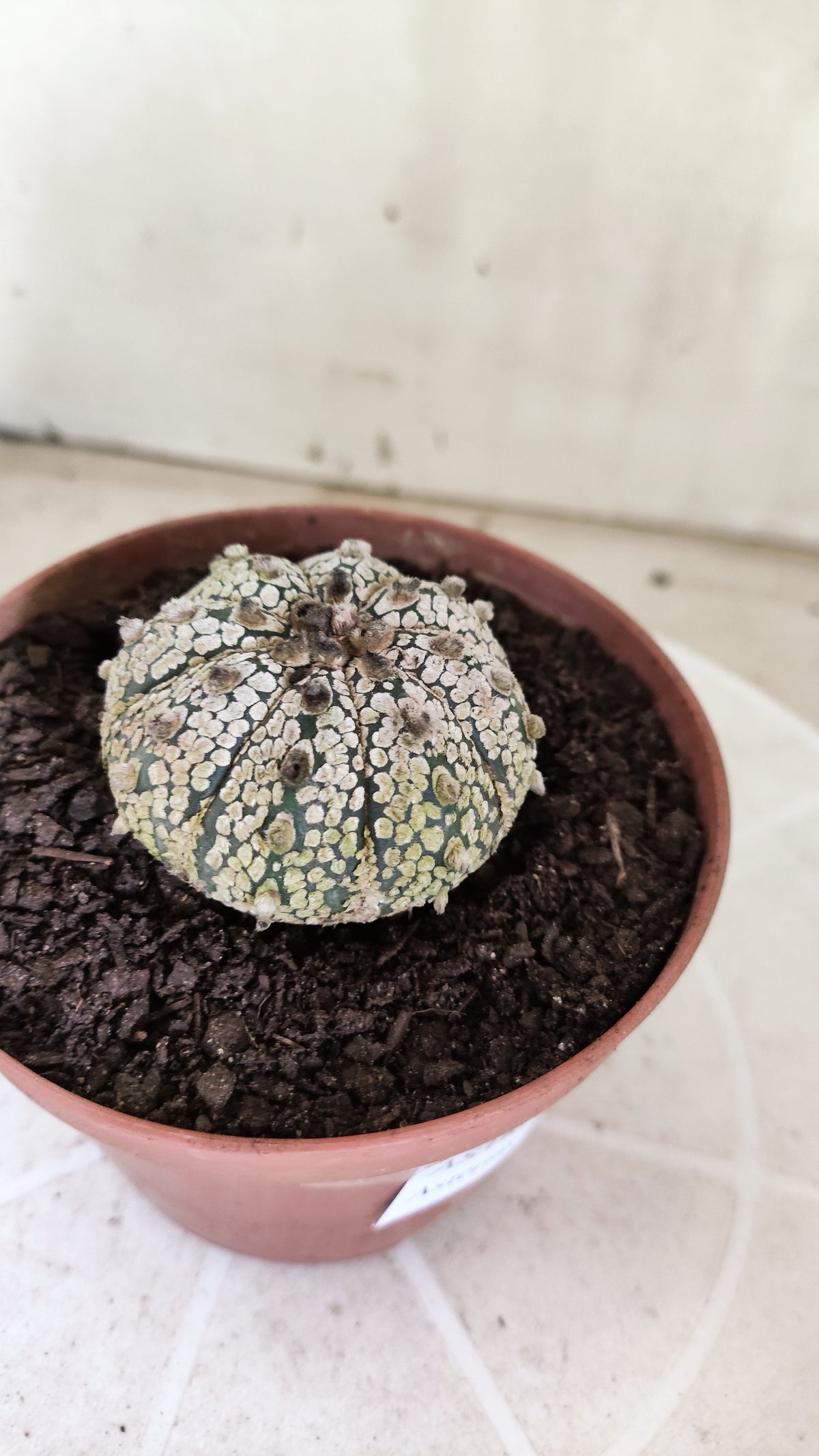 ASTROPHYTUM ASTERIAS SUPER KABUTO  Nº 1813 - vaso 11