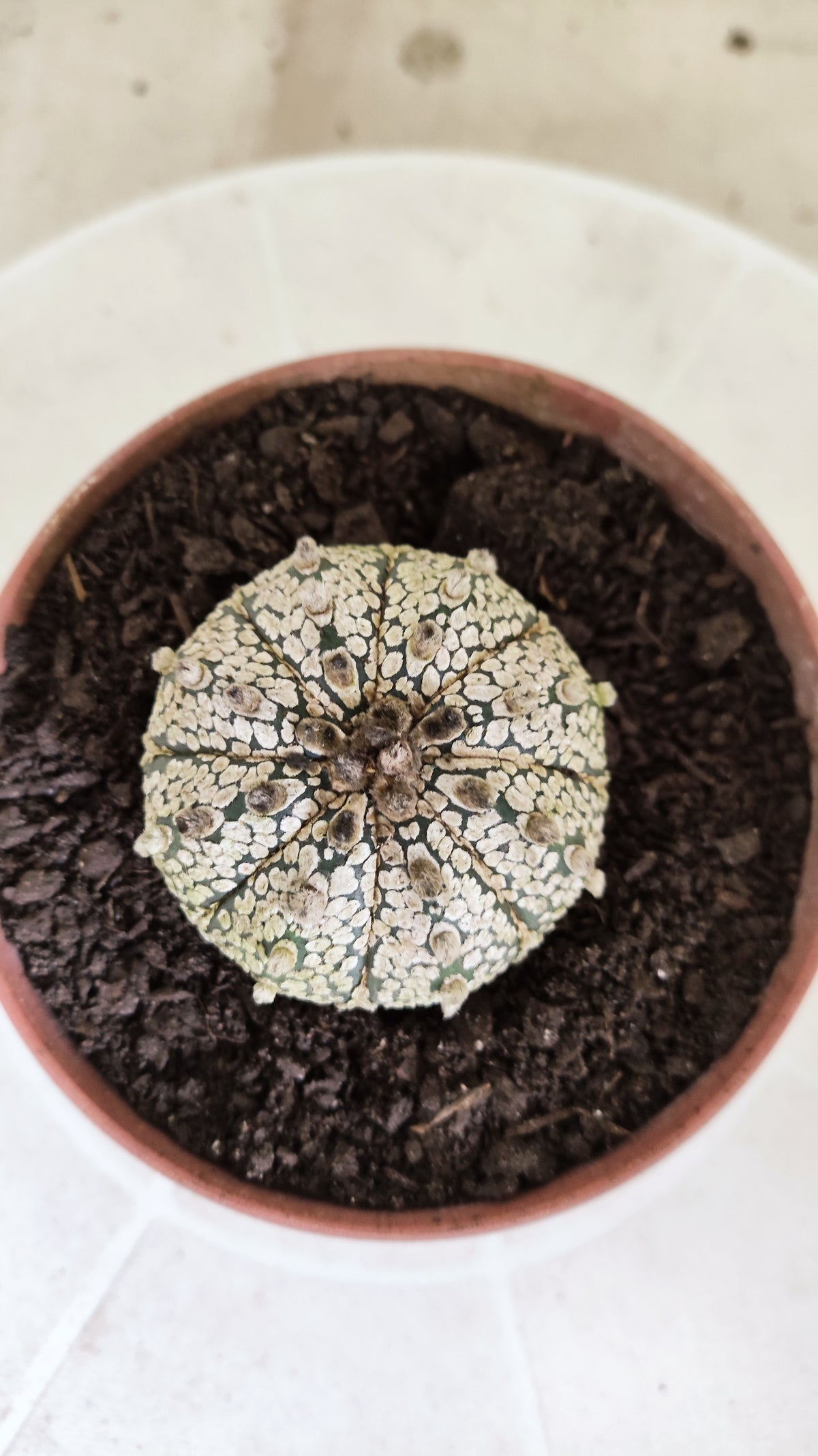 ASTROPHYTUM ASTERIAS SUPER KABUTO  Nº 1813 - vaso 11