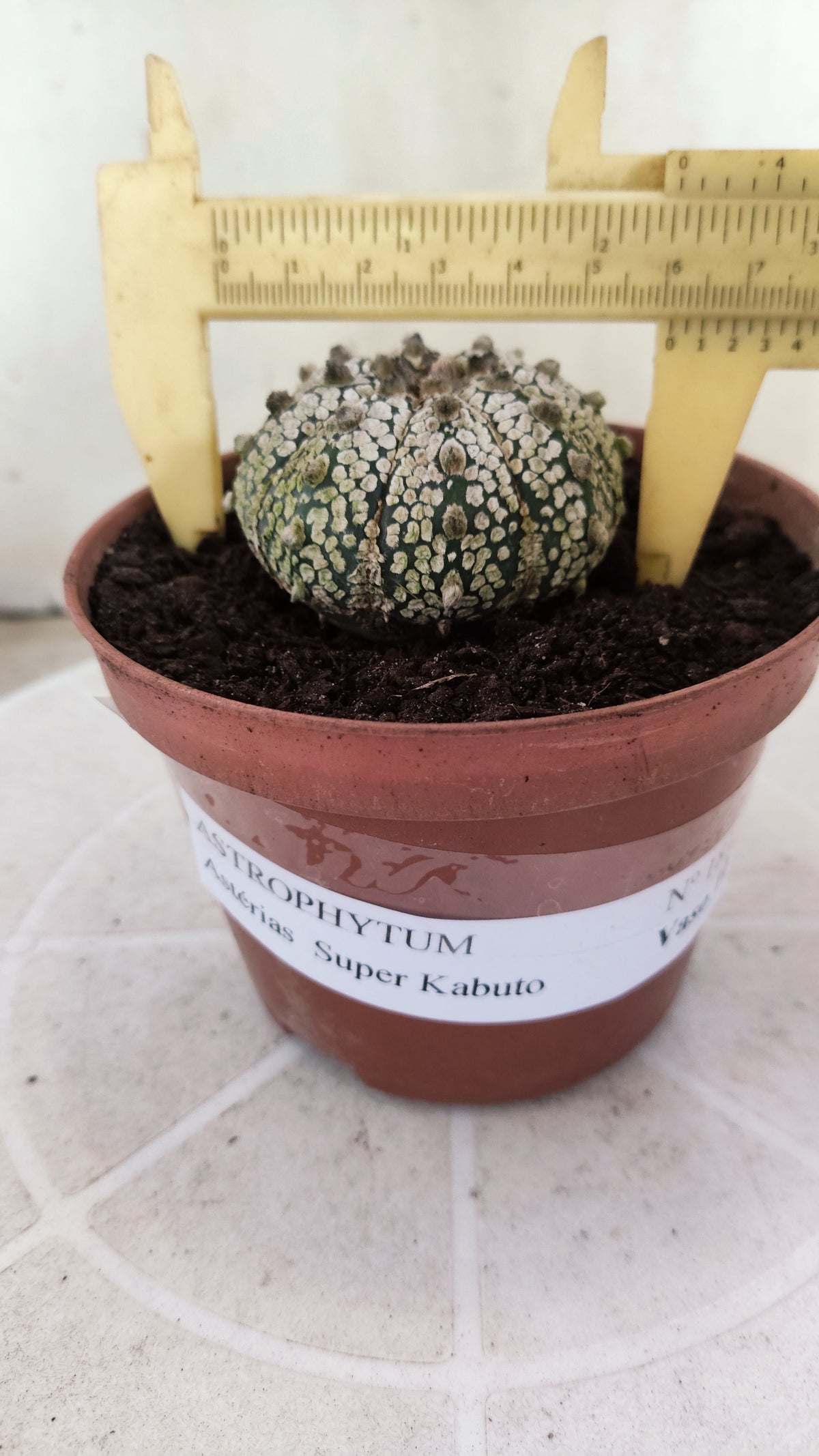 ASTROPHYTUM ASTERIAS SUPER KABUTO  Nº 1813 - vaso 11