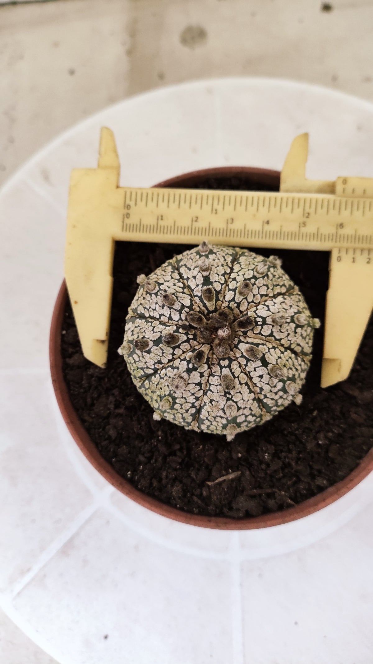 ASTROPHYTUM ASTERIAS SUPER KABUTO  Nº 1813 - vaso 11