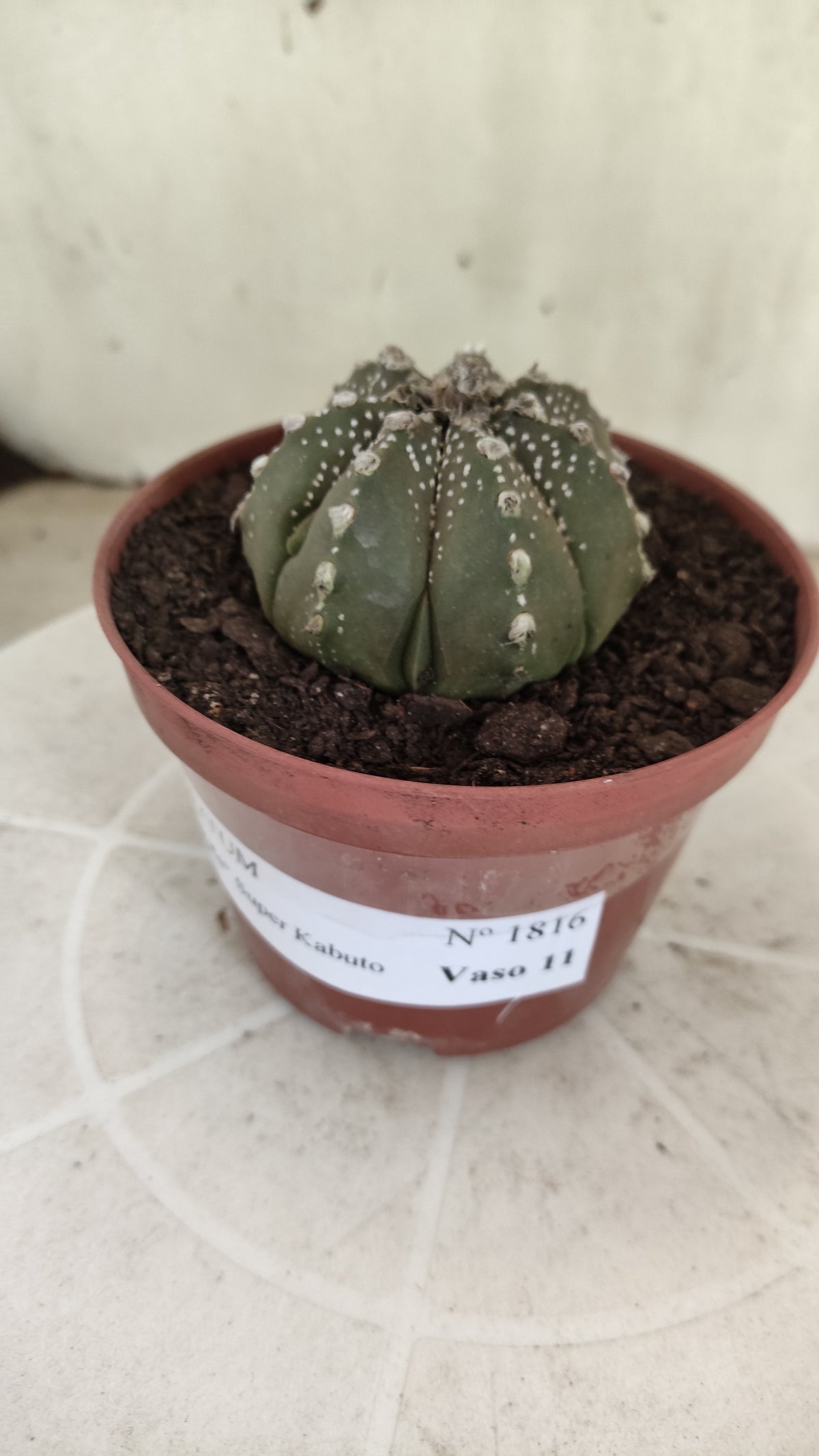 ASTROPHYTUM ASTERIAS Super Kabuto “Purple”  Nº 1816 – vaso 11