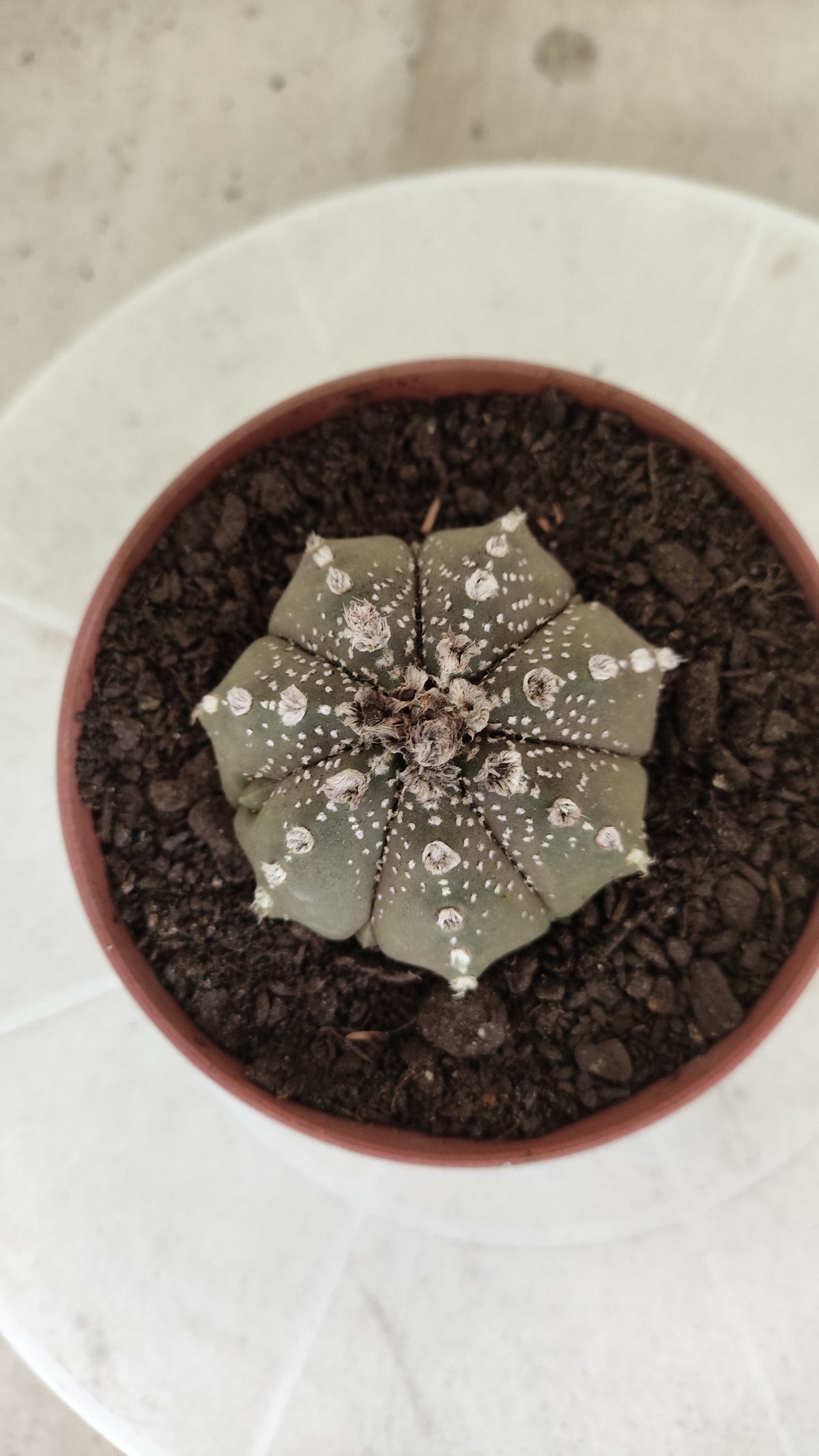 ASTROPHYTUM ASTERIAS Super Kabuto “Purple”  Nº 1816 – vaso 11