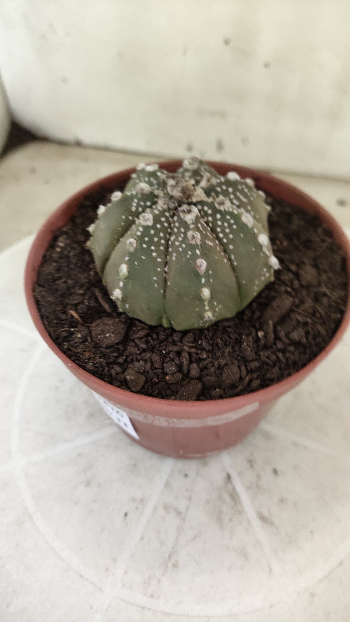 ASTROPHYTUM ASTERIAS Super Kabuto “Purple”  Nº 1816 – vaso 11