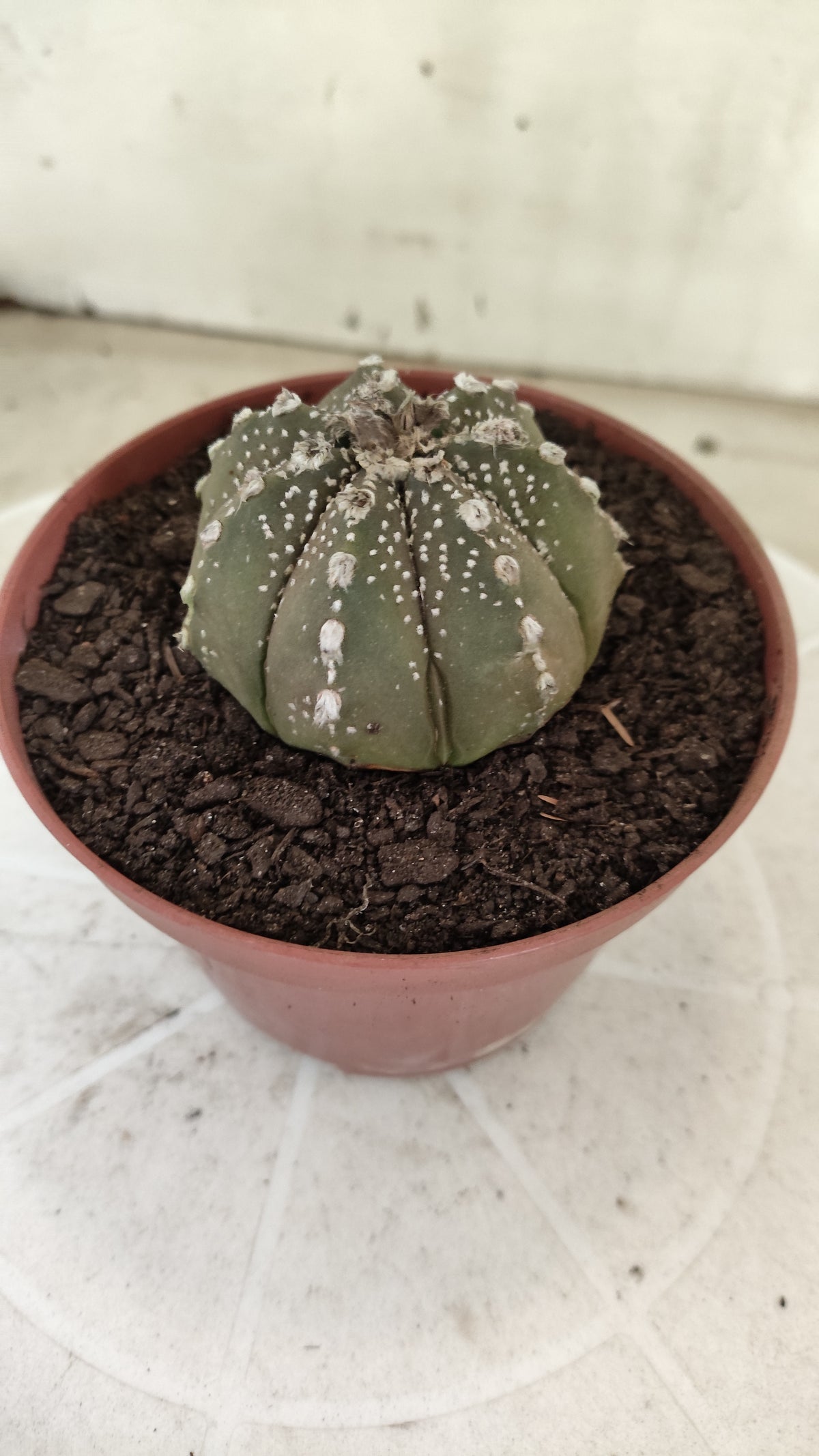 ASTROPHYTUM ASTERIAS Super Kabuto “Purple”  Nº 1816 – vaso 11