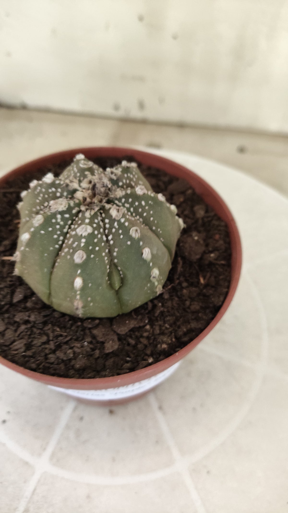 ASTROPHYTUM ASTERIAS Super Kabuto “Purple”  Nº 1816 – vaso 11