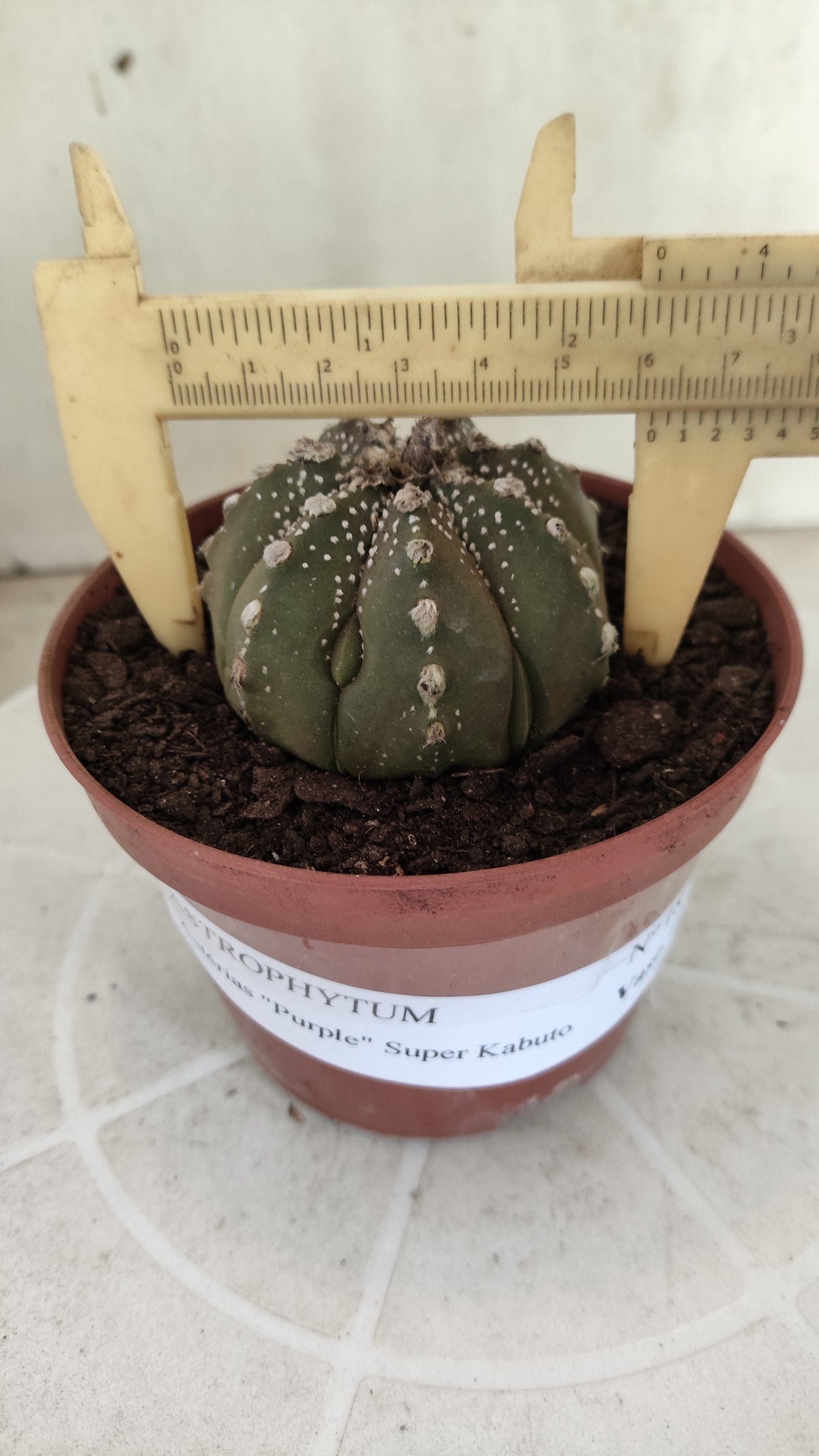 ASTROPHYTUM ASTERIAS Super Kabuto “Purple”  Nº 1816 – vaso 11