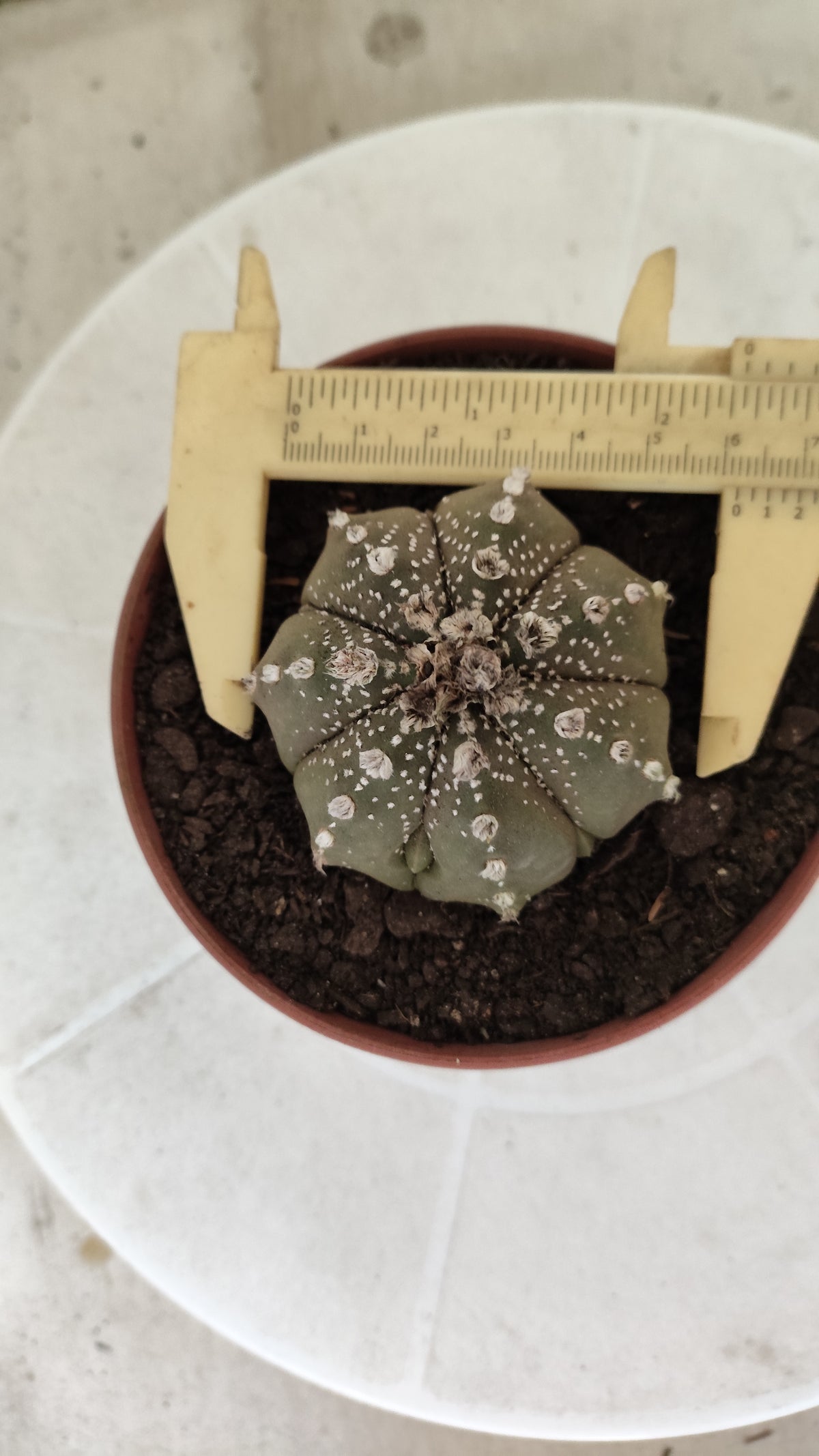 ASTROPHYTUM ASTERIAS Super Kabuto “Purple”  Nº 1816 – vaso 11