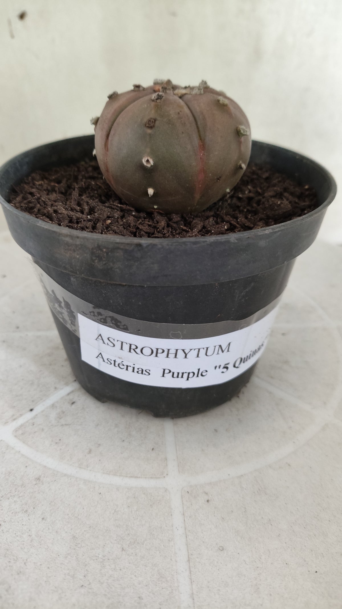 ASTROPHYTUM ASTERIAS "Purple - 5 Quinas" Nº 1812 – vaso 11