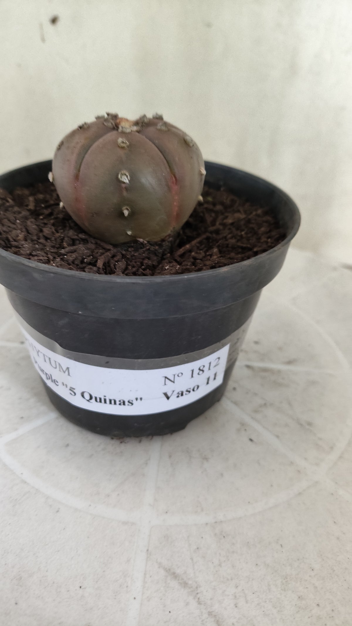 ASTROPHYTUM ASTERIAS "Purple - 5 Quinas" Nº 1812 – vaso 11