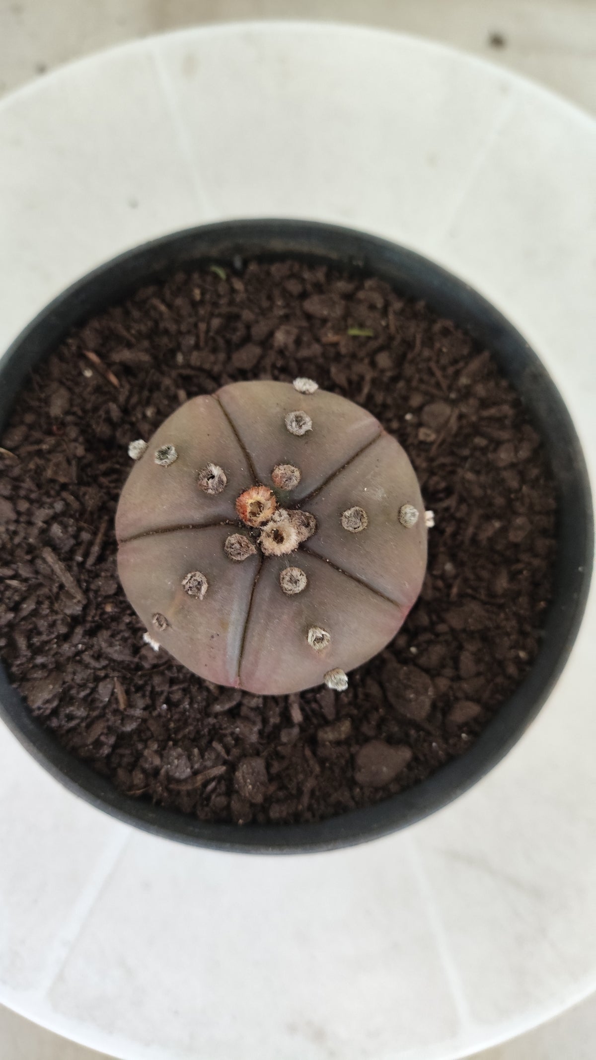ASTROPHYTUM ASTERIAS "Purple - 5 Quinas" Nº 1812 – vaso 11