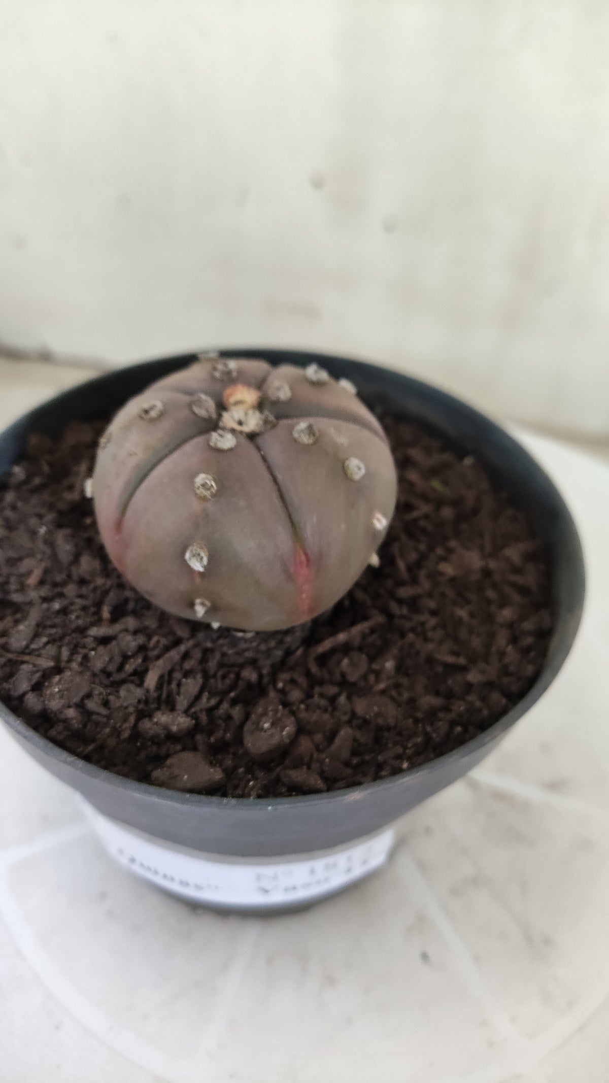 ASTROPHYTUM ASTERIAS "Purple - 5 Quinas" Nº 1812 – vaso 11