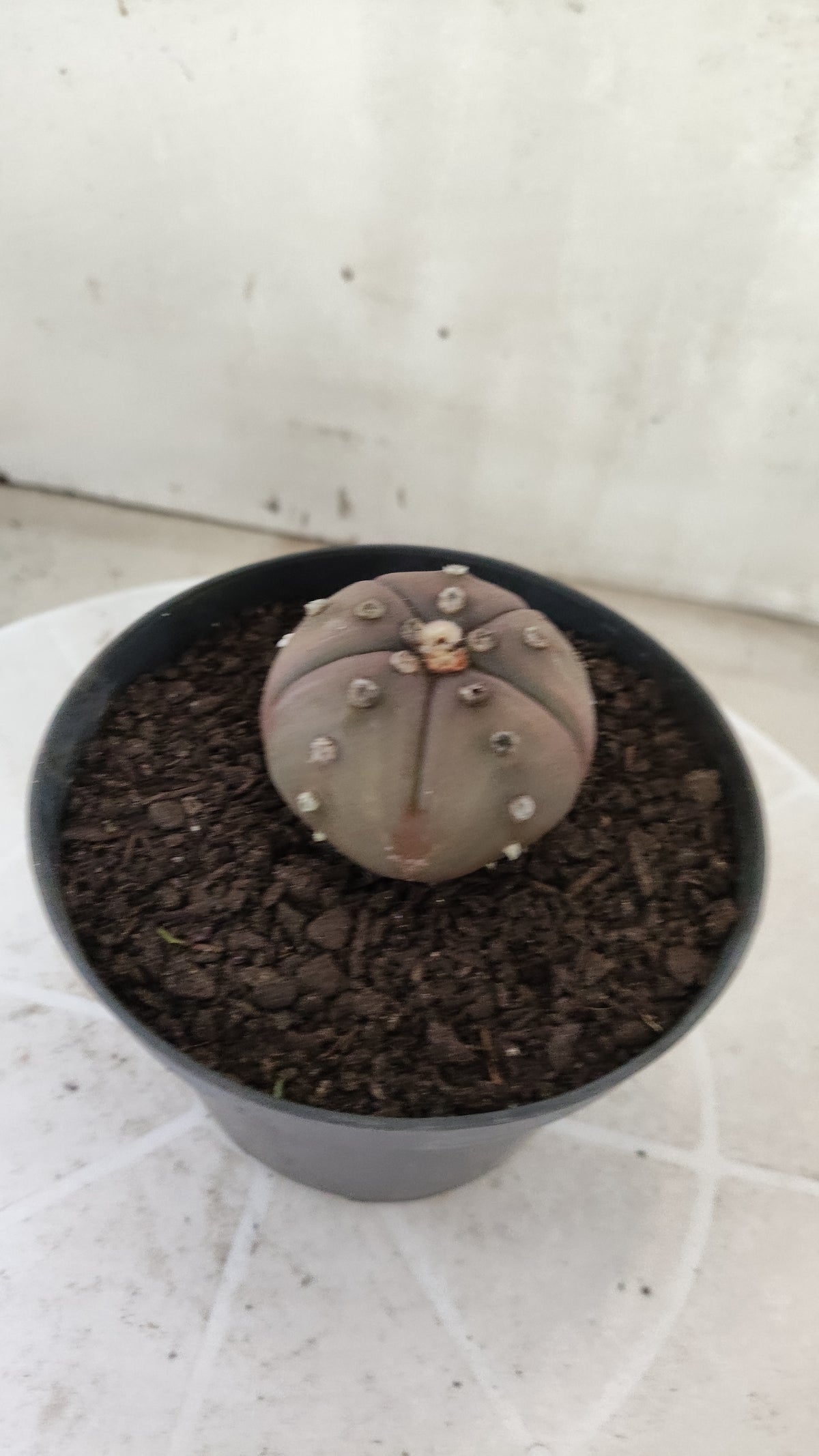 ASTROPHYTUM ASTERIAS "Purple - 5 Quinas" Nº 1812 – vaso 11