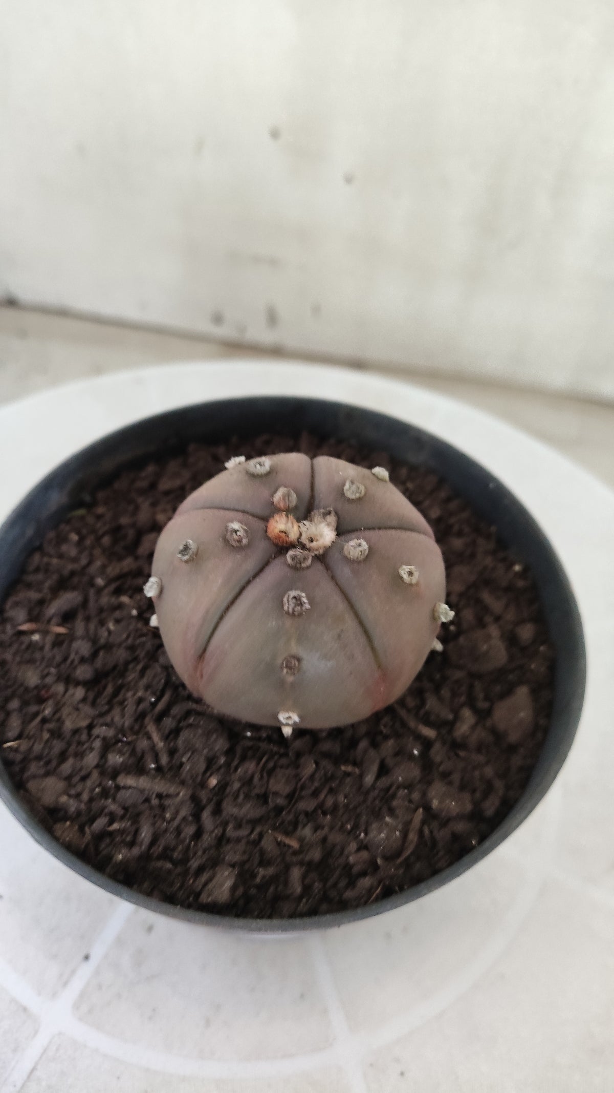 ASTROPHYTUM ASTERIAS "Purple - 5 Quinas" Nº 1812 – vaso 11