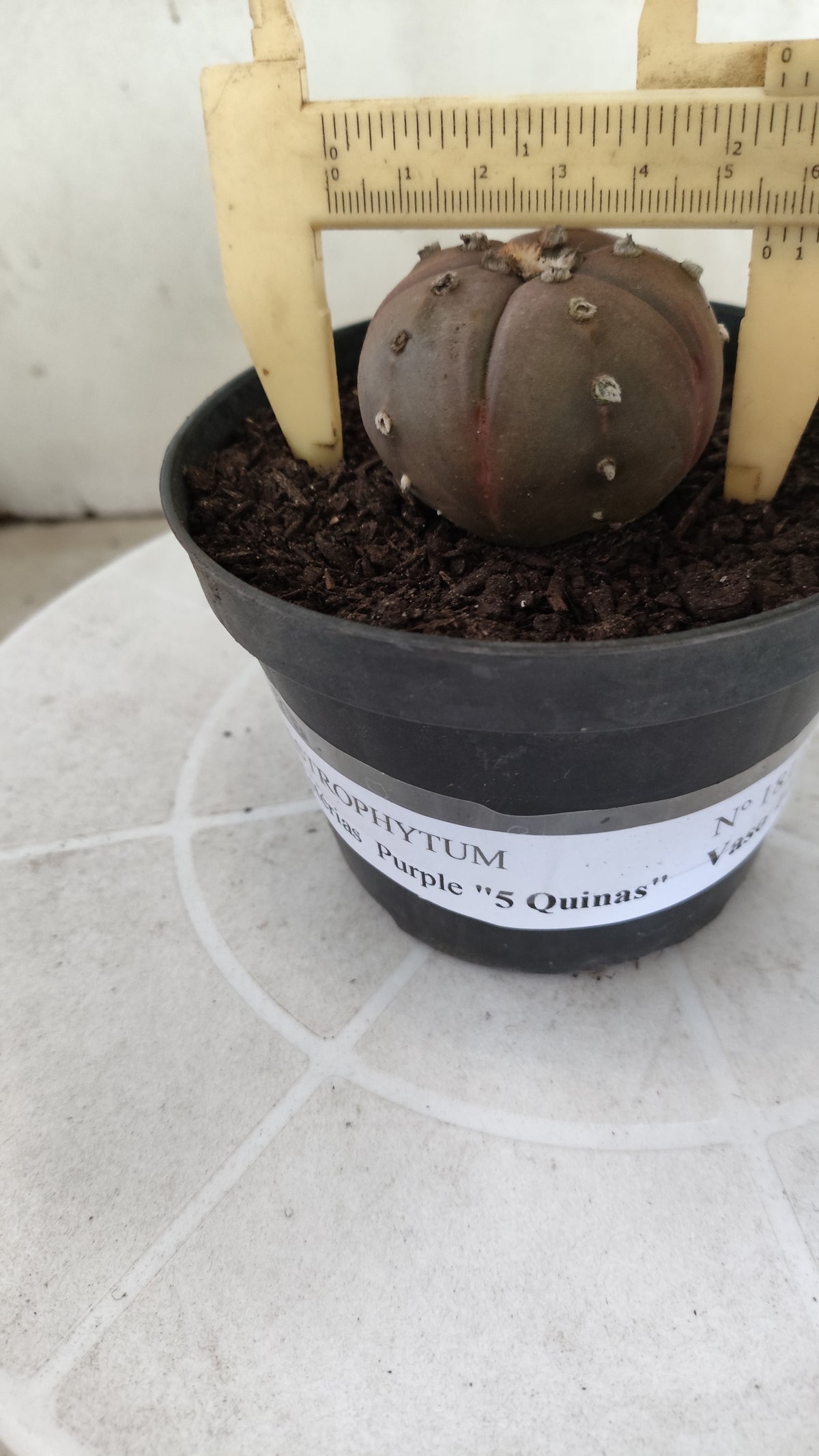 ASTROPHYTUM ASTERIAS "Purple - 5 Quinas" Nº 1812 – vaso 11