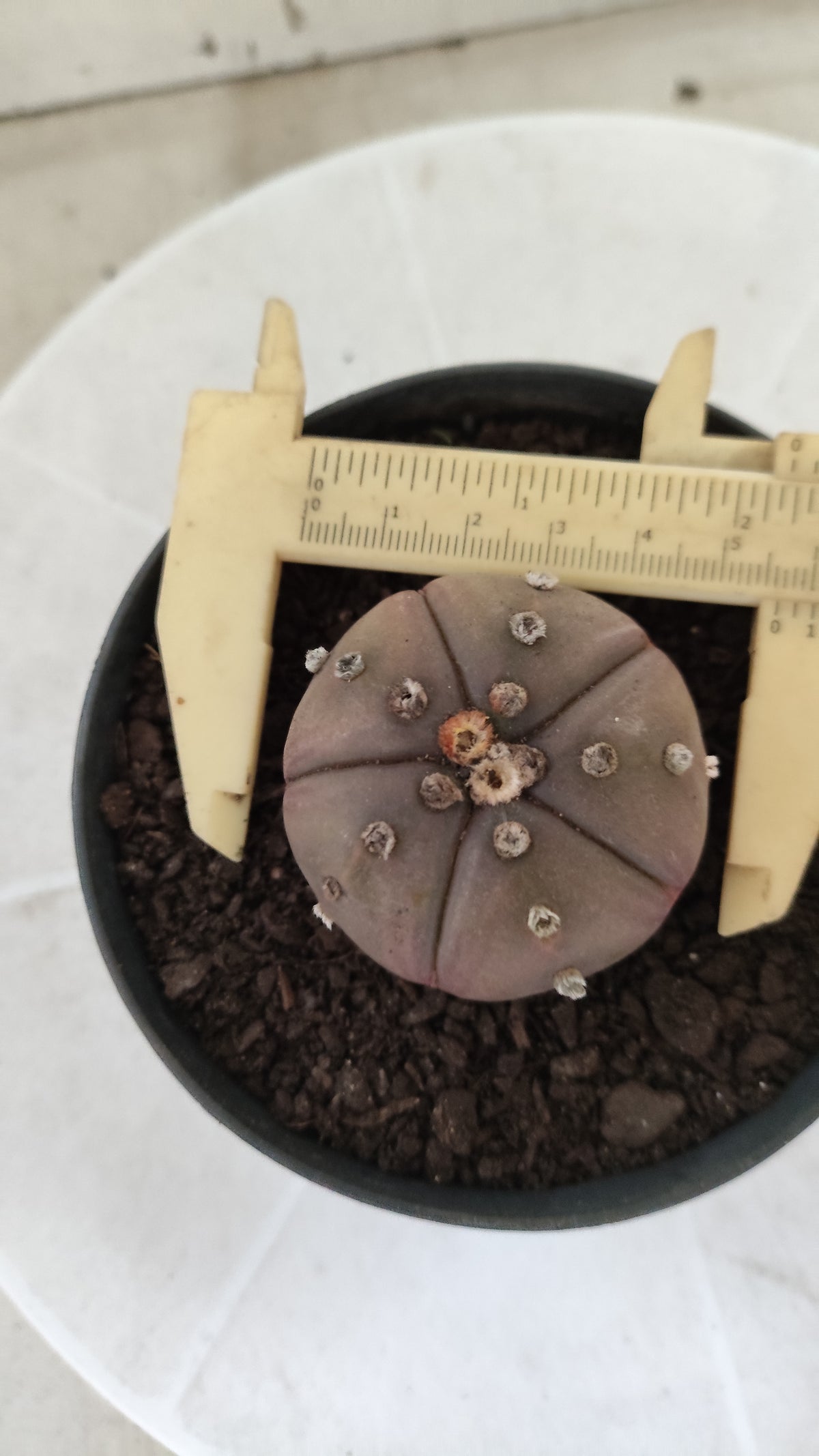 ASTROPHYTUM ASTERIAS "Purple - 5 Quinas" Nº 1812 – vaso 11