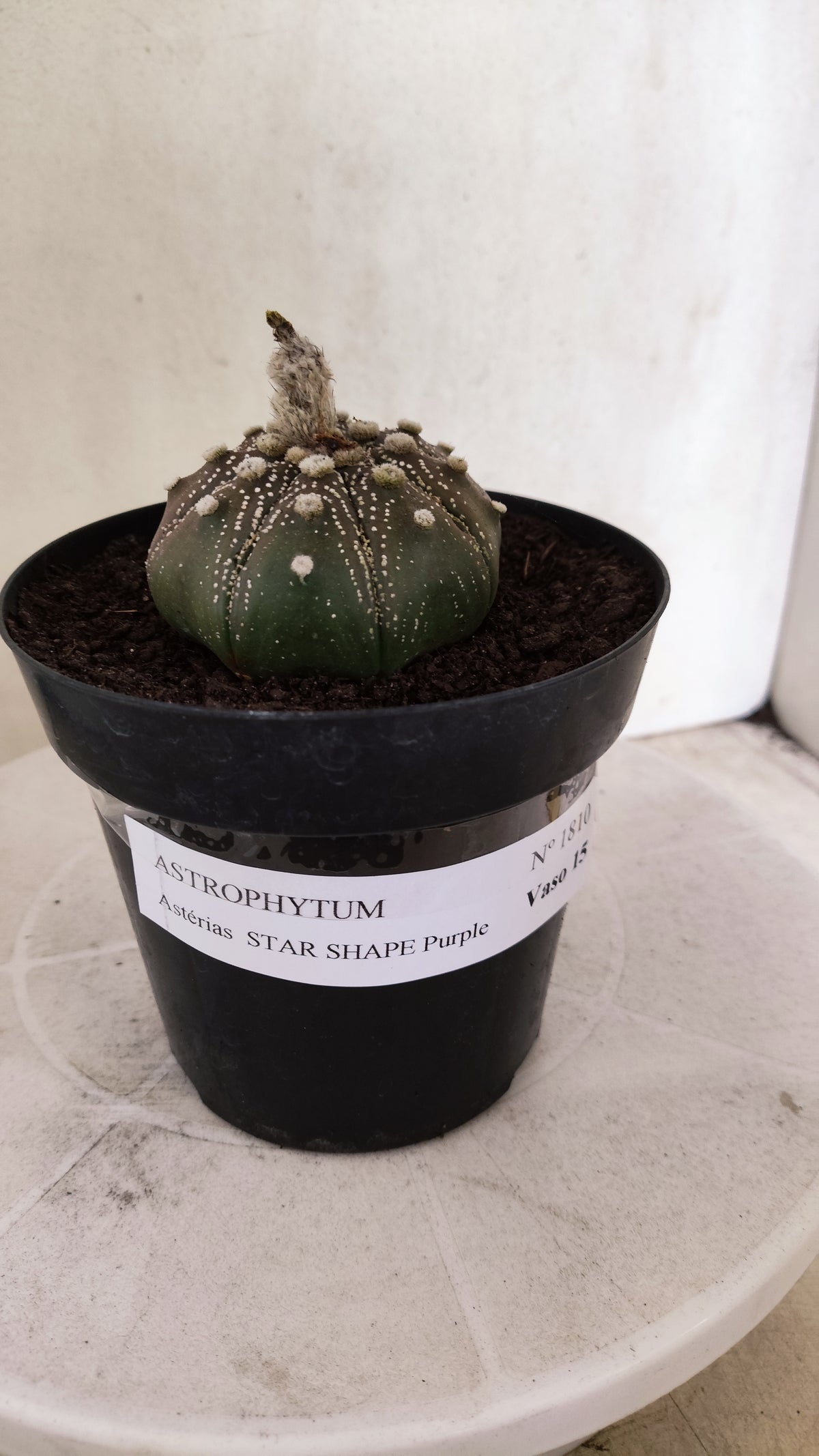 ASTROPHYTUM ASTERIAS "STAR SHAPE - Purple  Nº 1810 – vaso 15