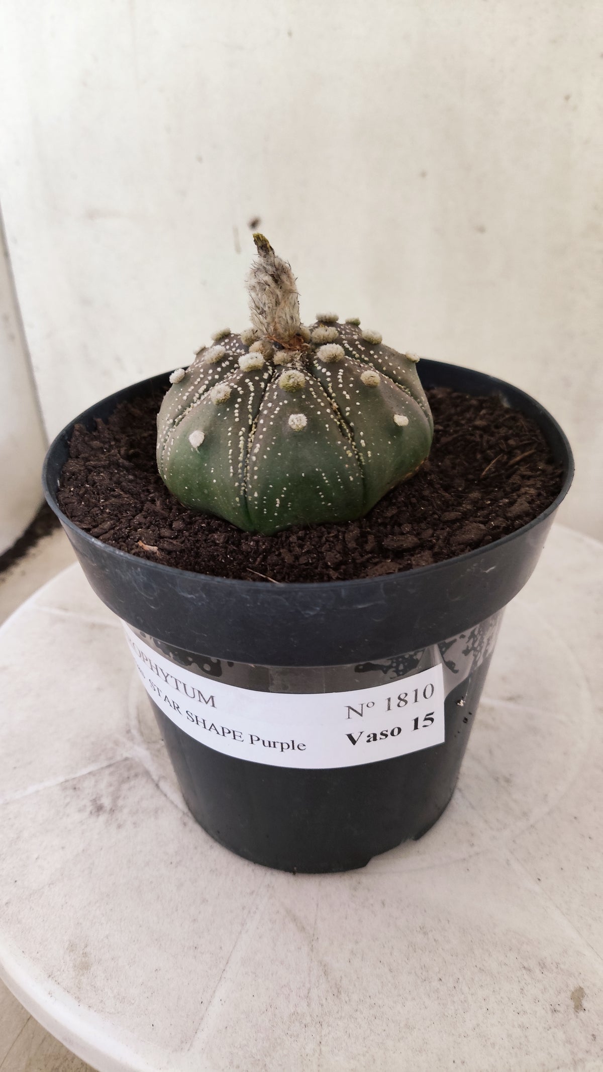 ASTROPHYTUM ASTERIAS "STAR SHAPE - Purple  Nº 1810 – vaso 15