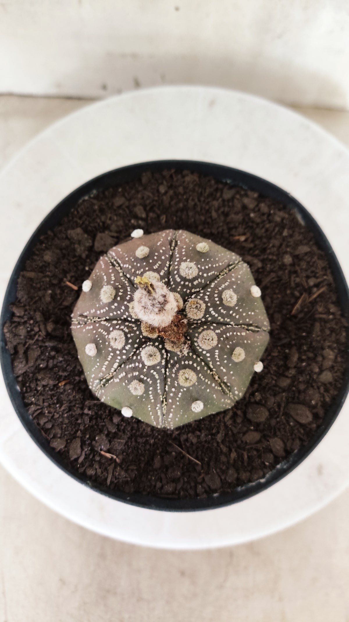 ASTROPHYTUM ASTERIAS "STAR SHAPE - Purple  Nº 1810 – vaso 15