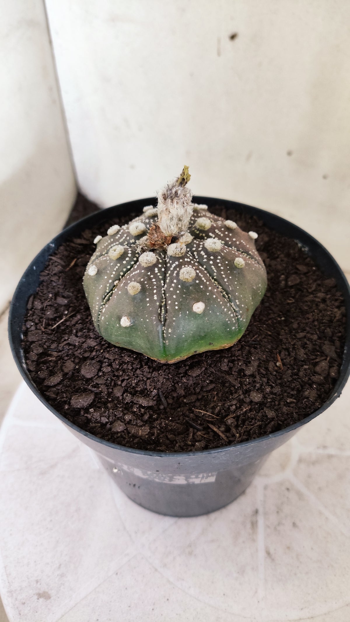 ASTROPHYTUM ASTERIAS "STAR SHAPE - Purple  Nº 1810 – vaso 15