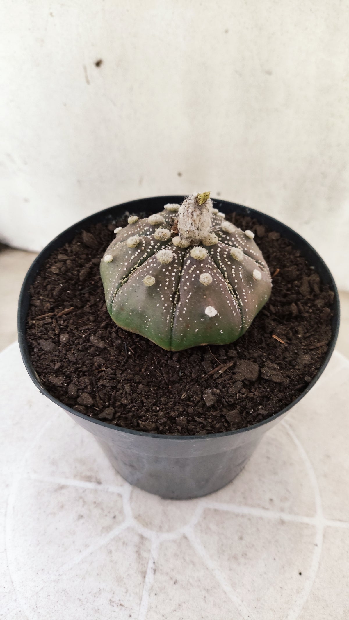 ASTROPHYTUM ASTERIAS "STAR SHAPE - Purple  Nº 1810 – vaso 15