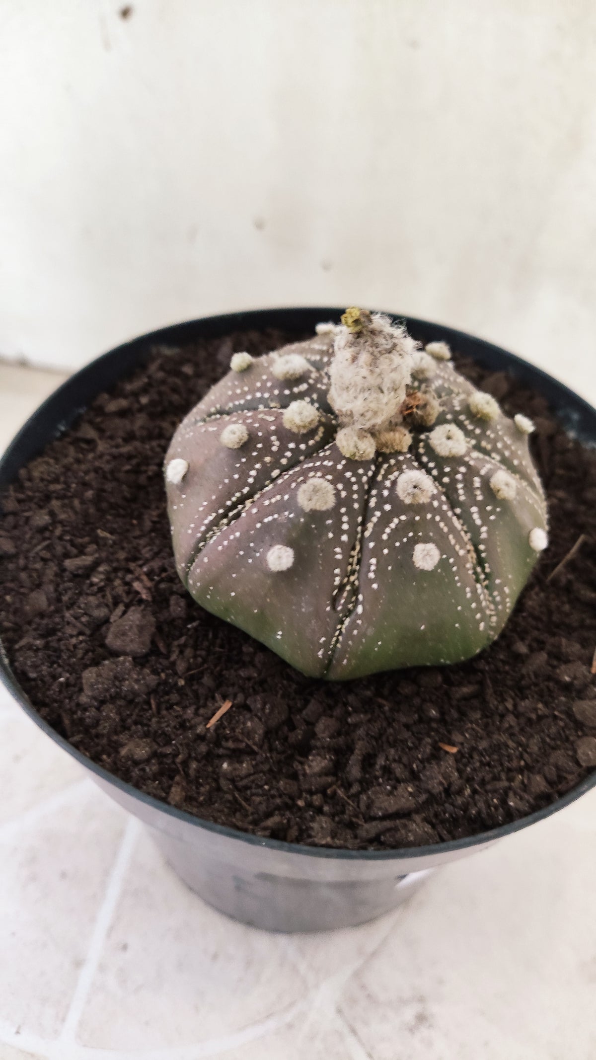 ASTROPHYTUM ASTERIAS "STAR SHAPE - Purple  Nº 1810 – vaso 15