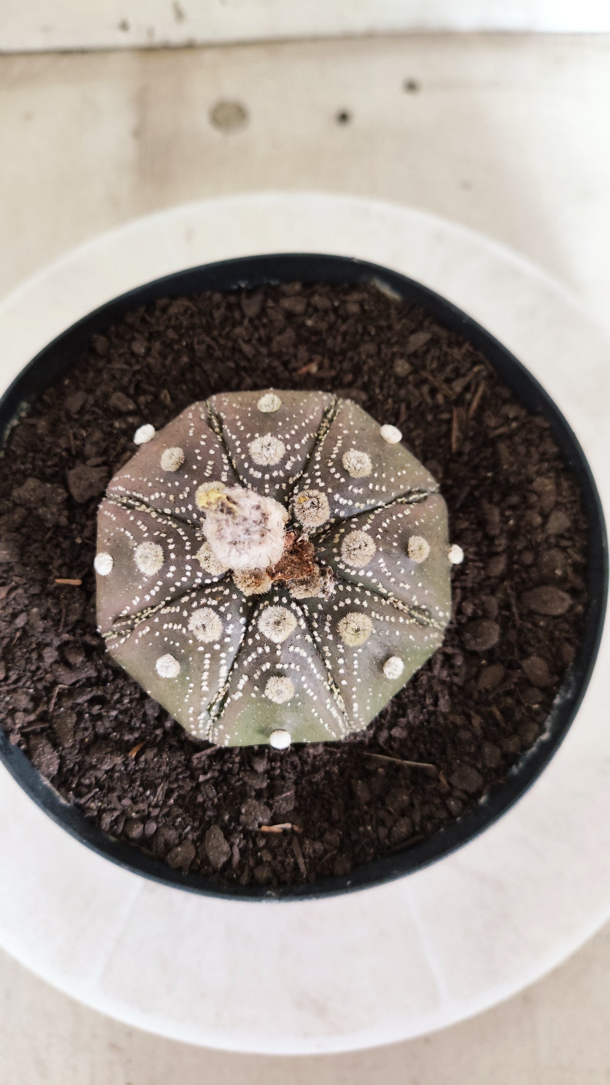ASTROPHYTUM ASTERIAS "STAR SHAPE - Purple  Nº 1810 – vaso 15