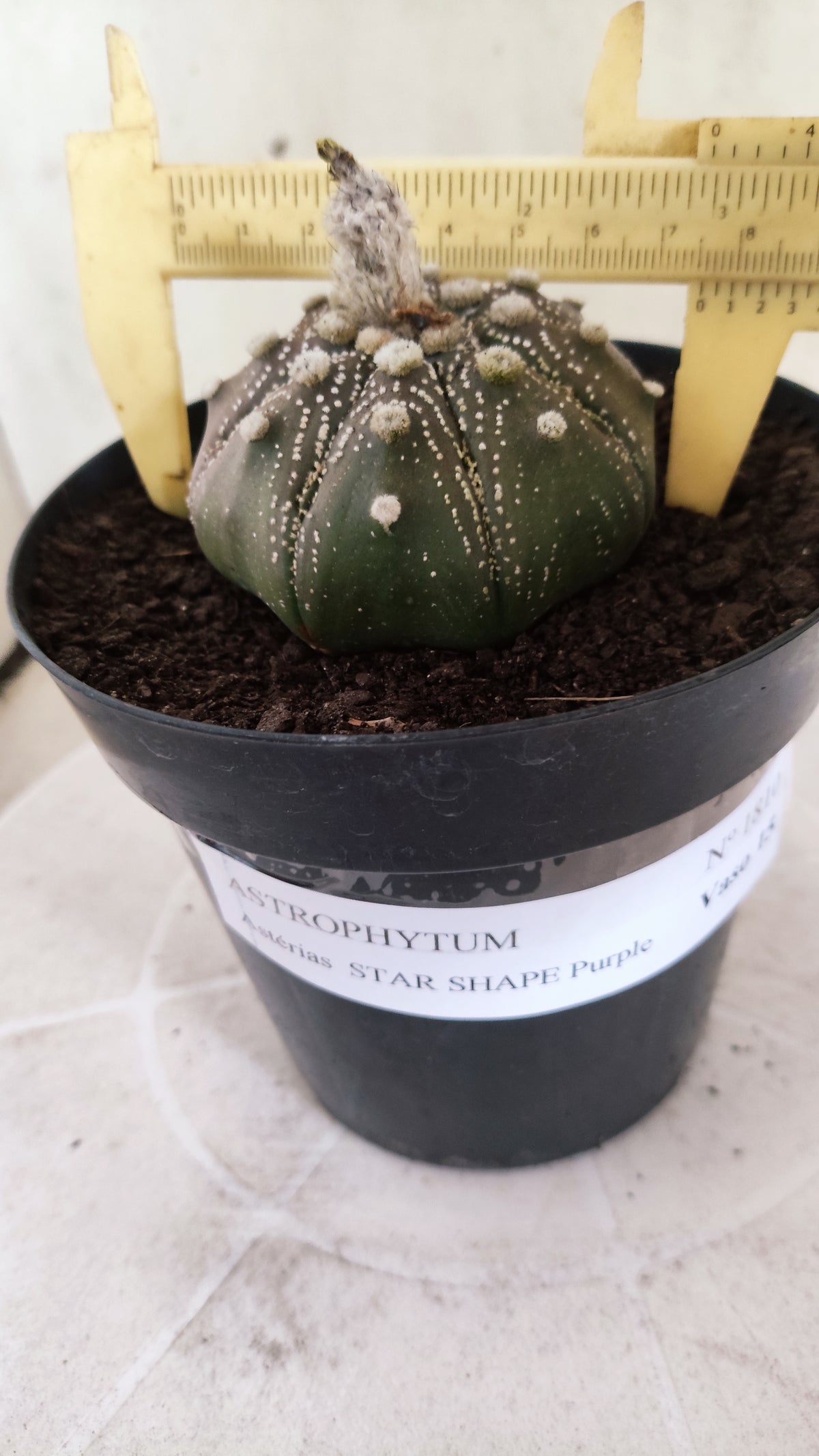 ASTROPHYTUM ASTERIAS "STAR SHAPE - Purple  Nº 1810 – vaso 15