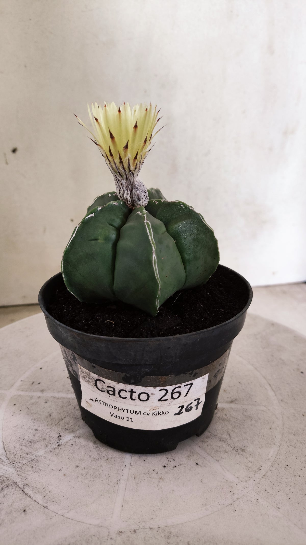 ASTROPHYTUM cv KIKKO  "NUDUM - HAKUJO' Nº 267 – vaso 11