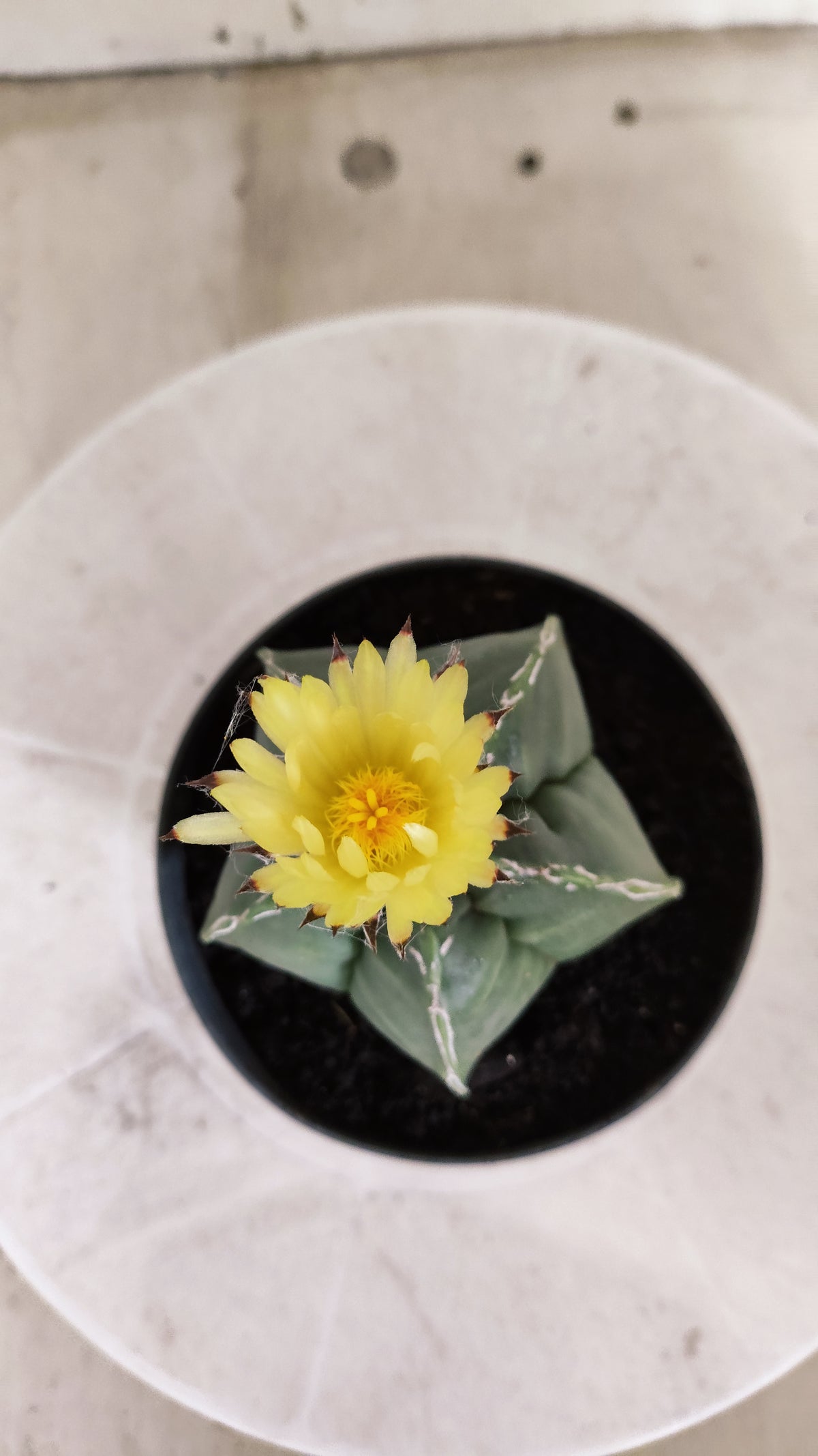 ASTROPHYTUM cv KIKKO  "NUDUM - HAKUJO' Nº 267 – vaso 11