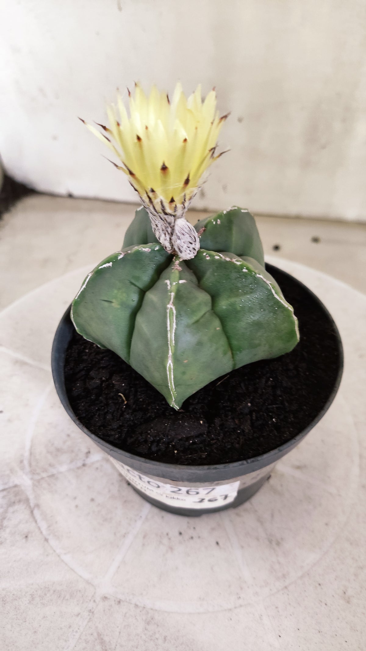 ASTROPHYTUM cv KIKKO  "NUDUM - HAKUJO' Nº 267 – vaso 11