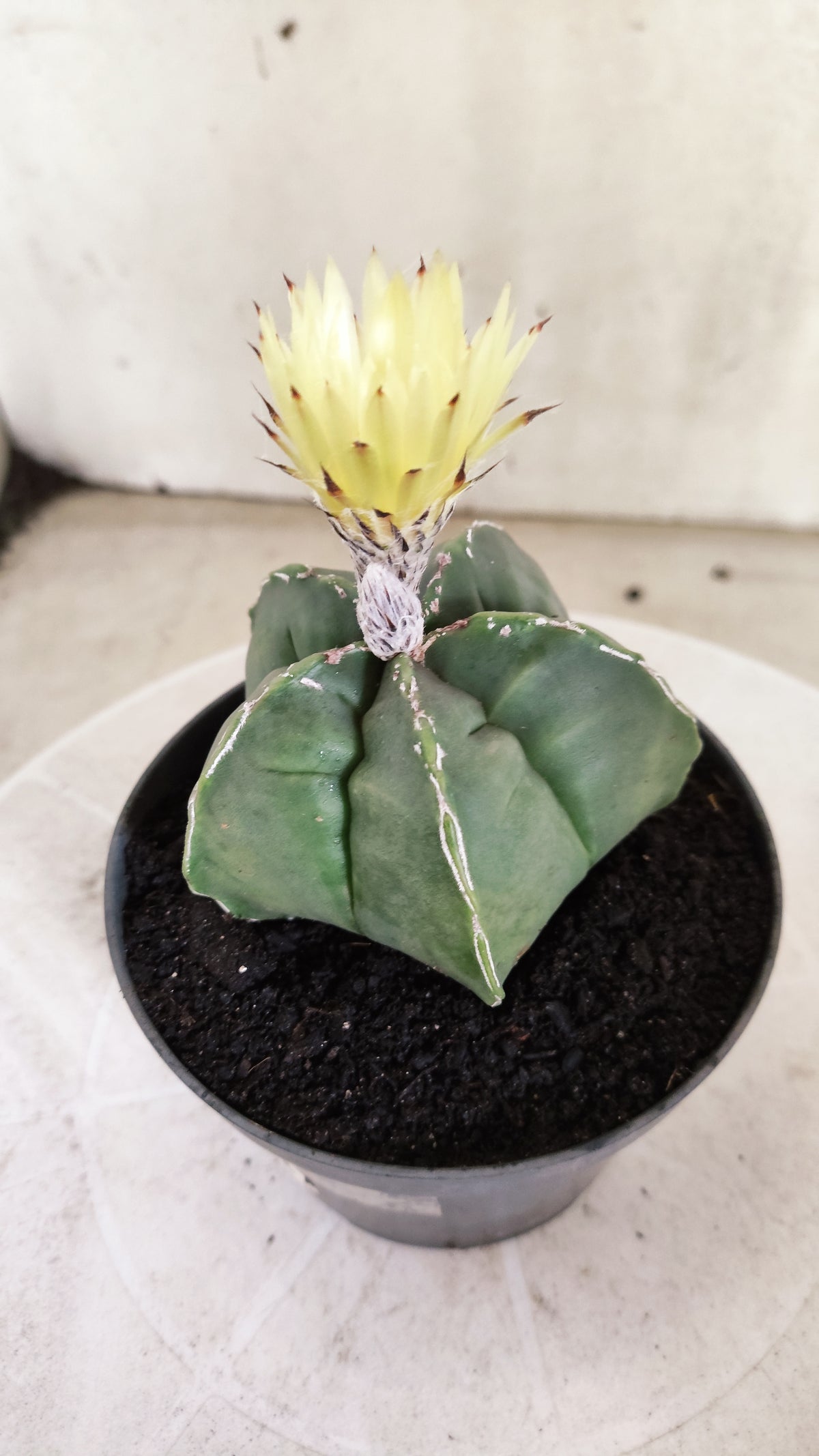 ASTROPHYTUM cv KIKKO  "NUDUM - HAKUJO' Nº 267 – vaso 11