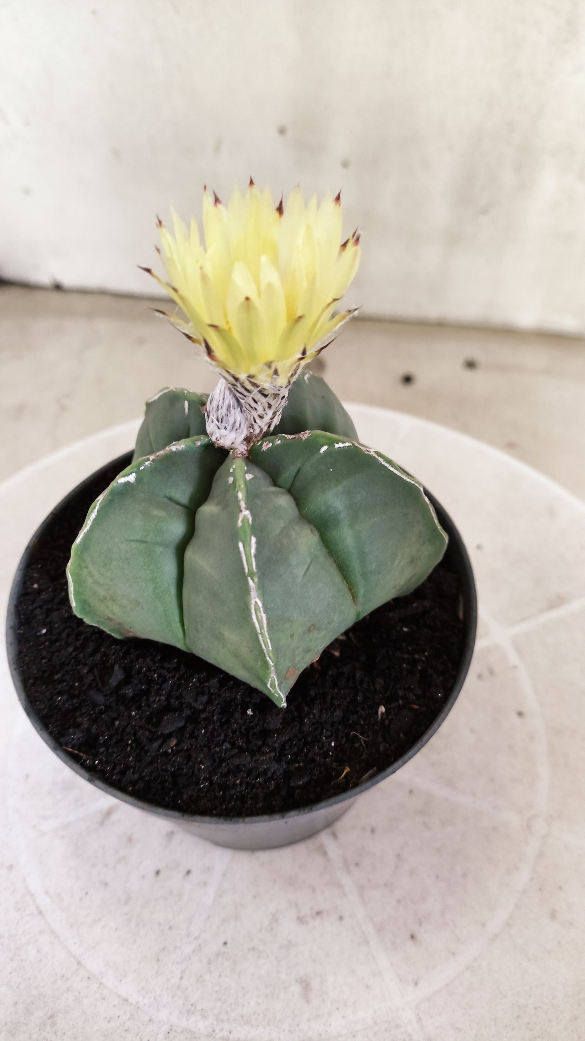 ASTROPHYTUM cv KIKKO  "NUDUM - HAKUJO' Nº 267 – vaso 11
